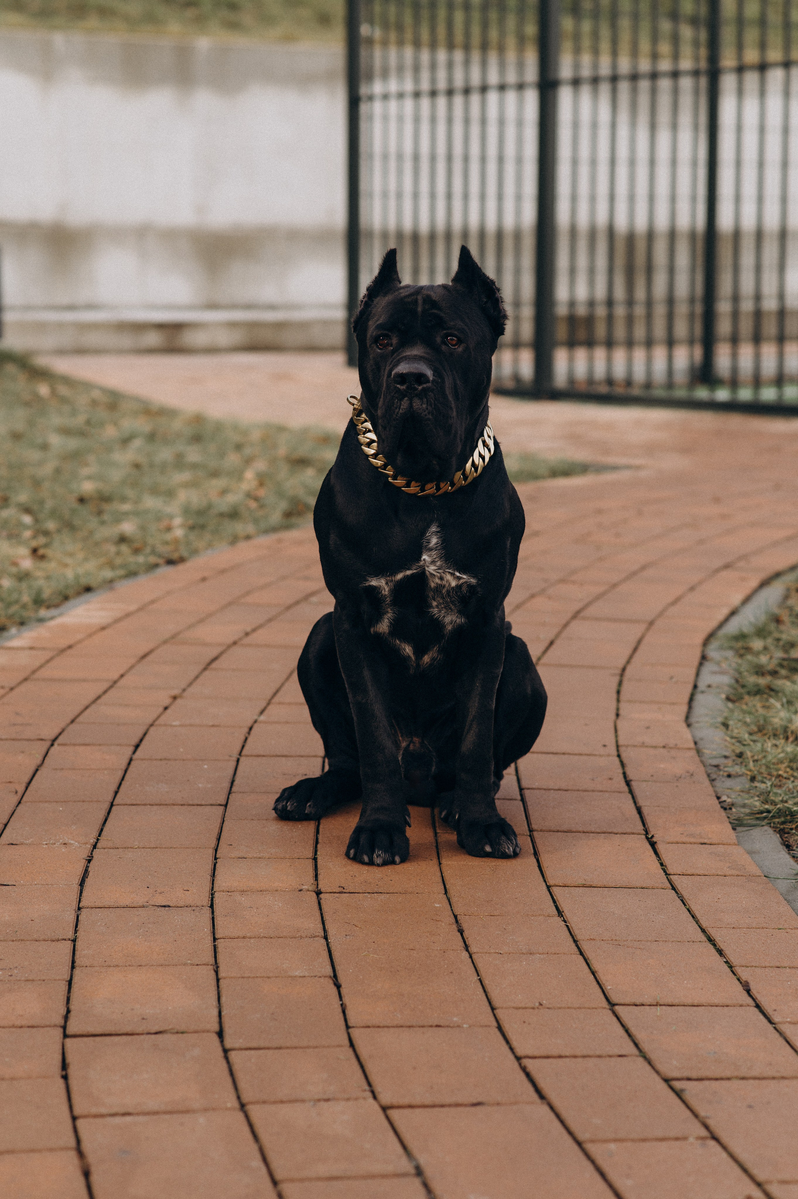 Фотосесія з собакою, зйомка з домашнім улюбленцем, фотосесія на природі Тернопіль, зйомка дівчат. Сімейний, дитячий та індивідуальний фотограф в м. Тернопіль, м. Львів