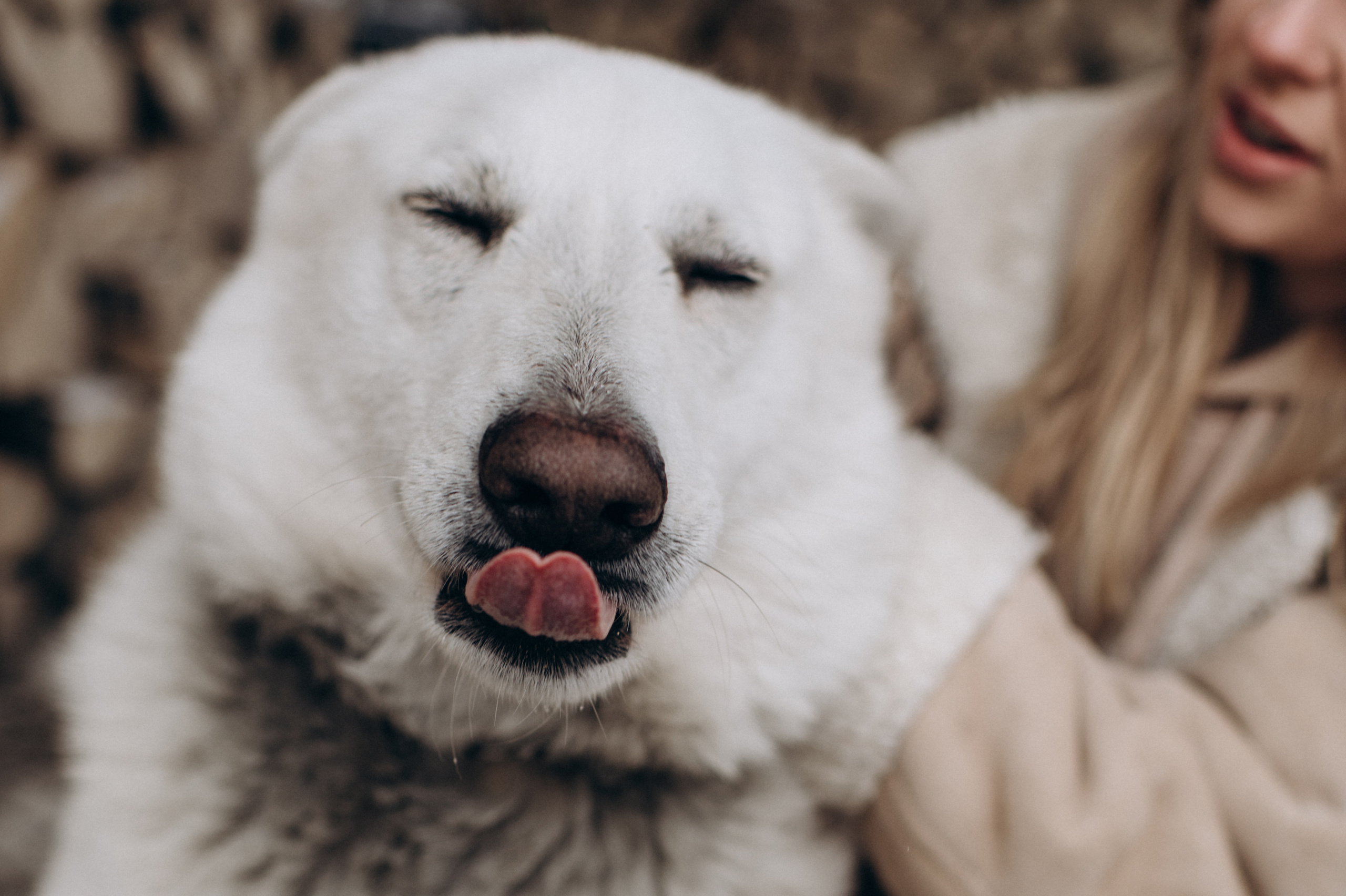 Зйомка з собакою Oleksandra & Volt. Сімейний, дитячий та індивідуальний фотограф в м. Тернопіль, м. Львів