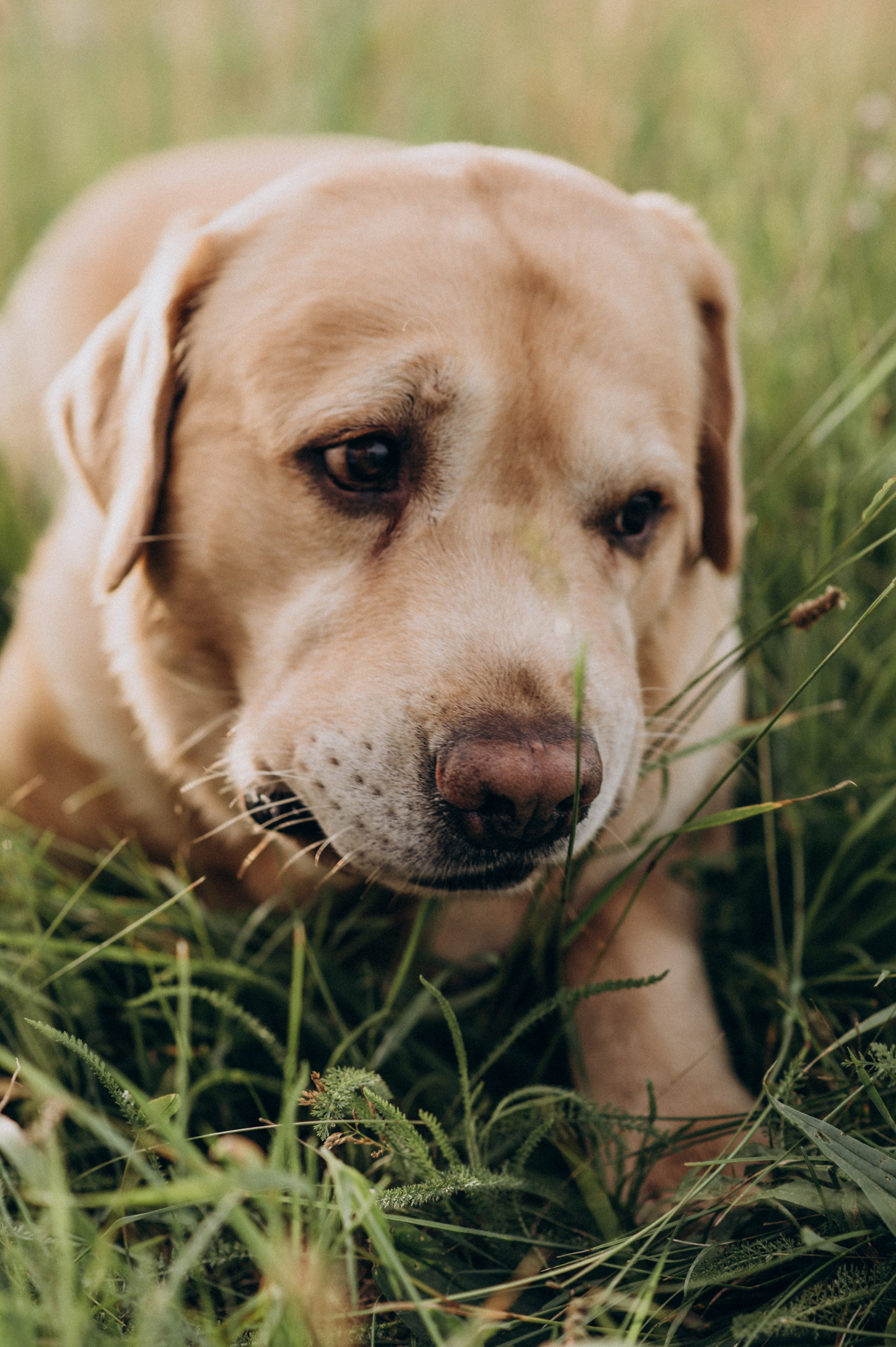 Сімейна фотосесія на природі, зйомка з собакою, фотосесія лавсторі Тернопіль. Сімейний, дитячий та індивідуальний фотограф в м. Тернопіль, м. Львів