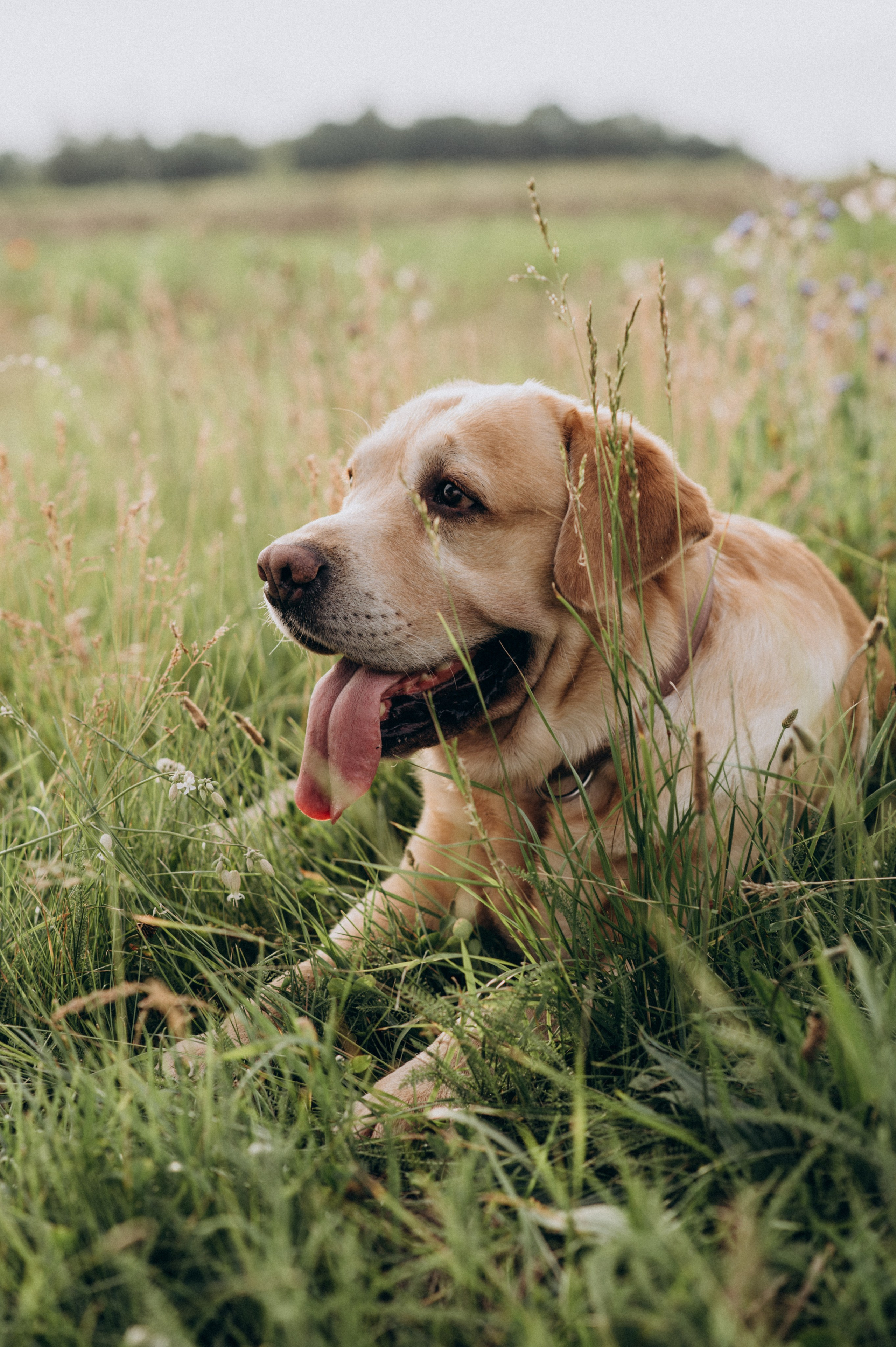 Сімейна фотосесія на природі, зйомка з собакою, фотосесія лавсторі Тернопіль. Сімейний, дитячий та індивідуальний фотограф в м. Тернопіль, м. Львів