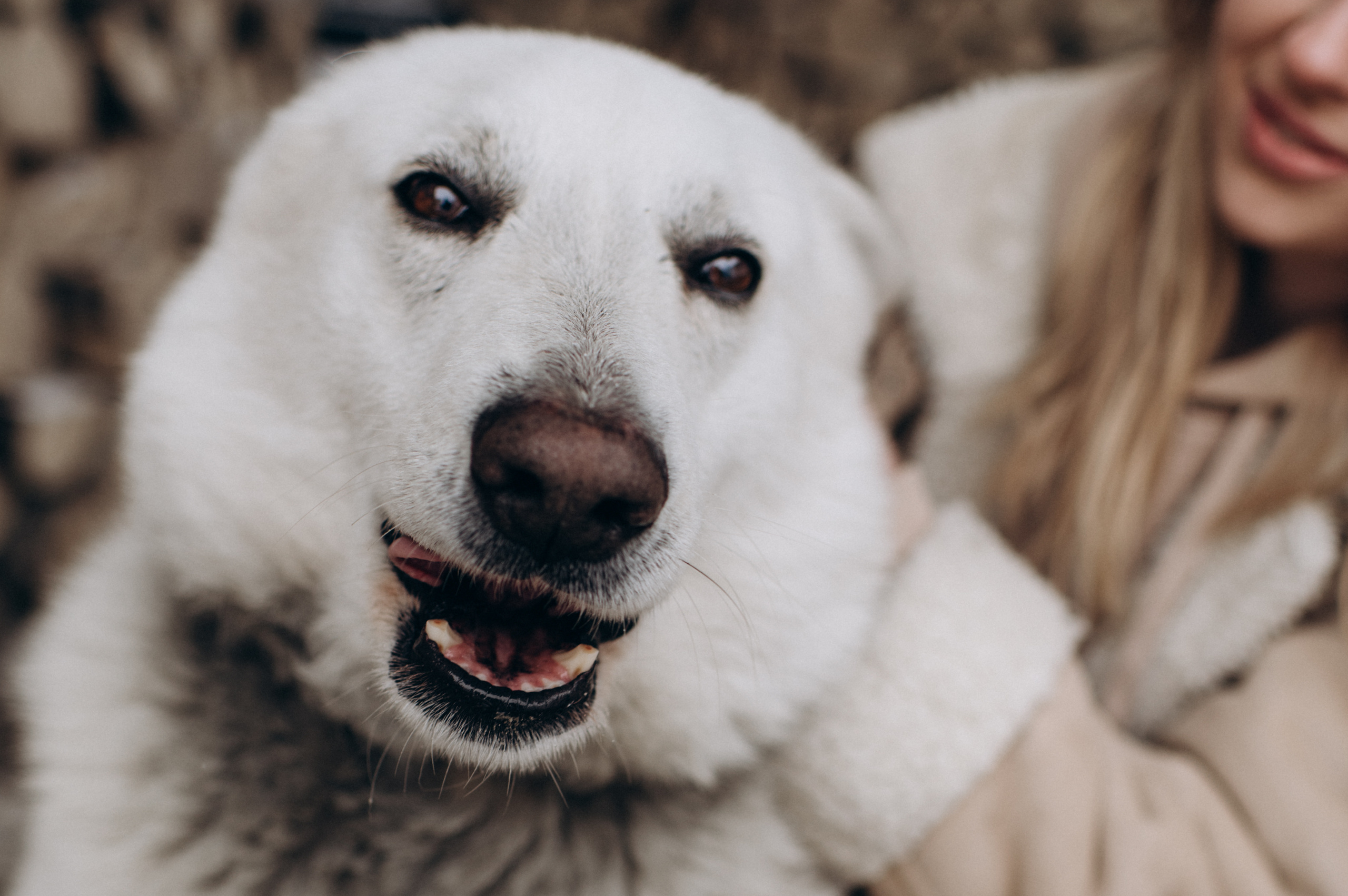 Зйомка з собакою Oleksandra & Volt. Сімейний, дитячий та індивідуальний фотограф в м. Тернопіль, м. Львів