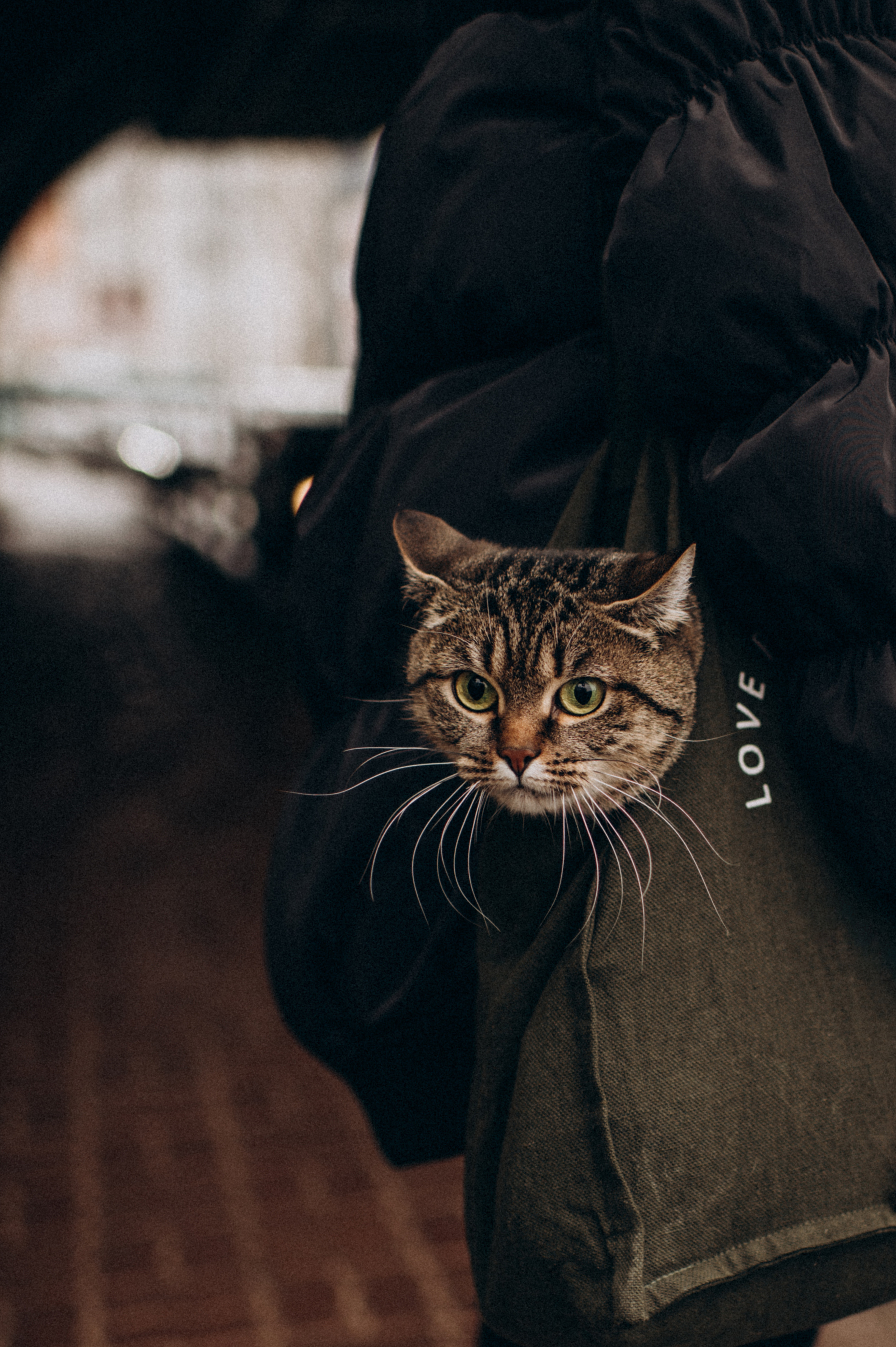 Фотосесія з котиком. Сімейний, дитячий та індивідуальний фотограф в м. Тернопіль, м. Львів