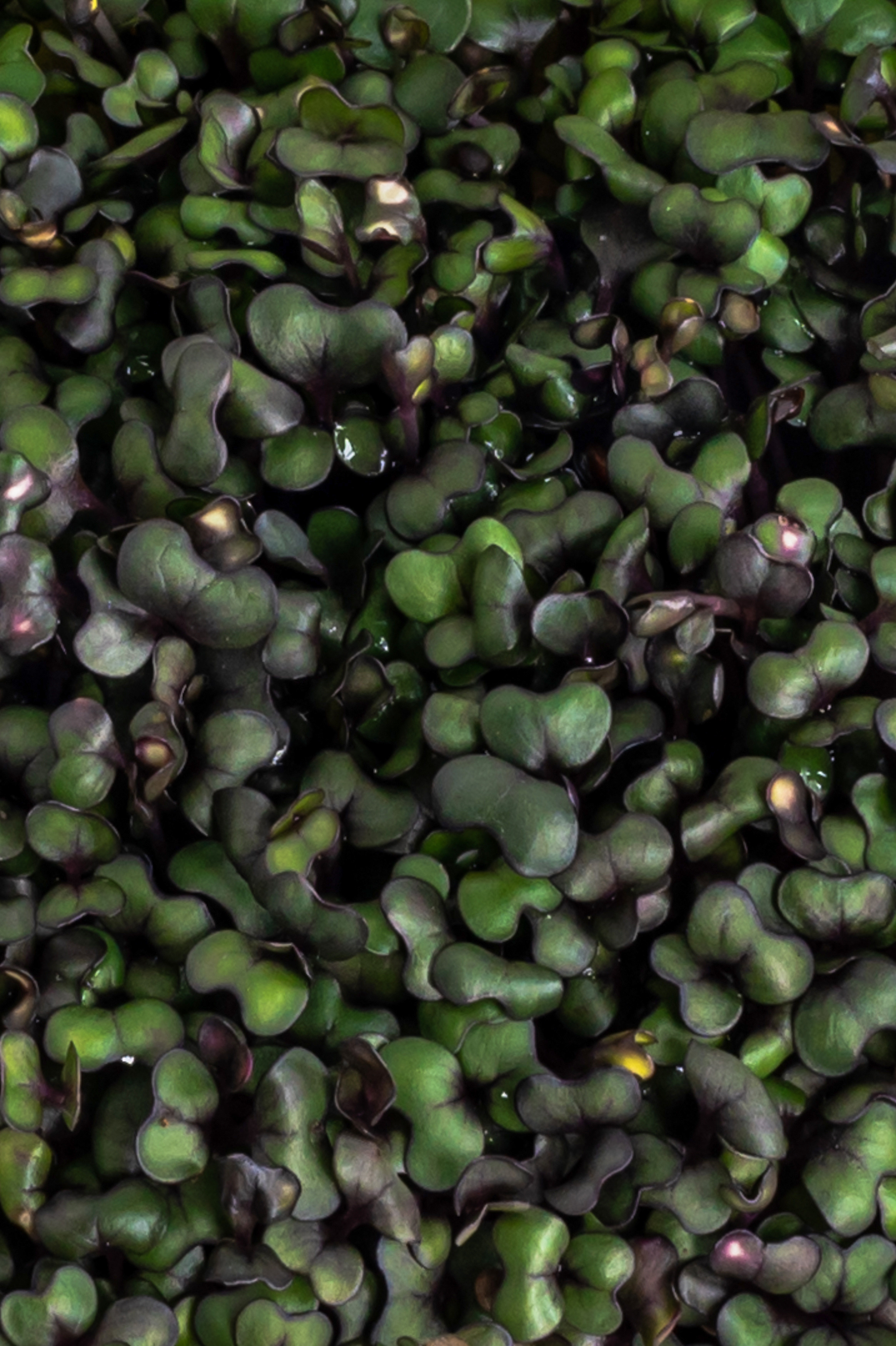 Предметні фото. Сімейний, дитячий та індивідуальний фотограф в м. Тернопіль, м. Львів