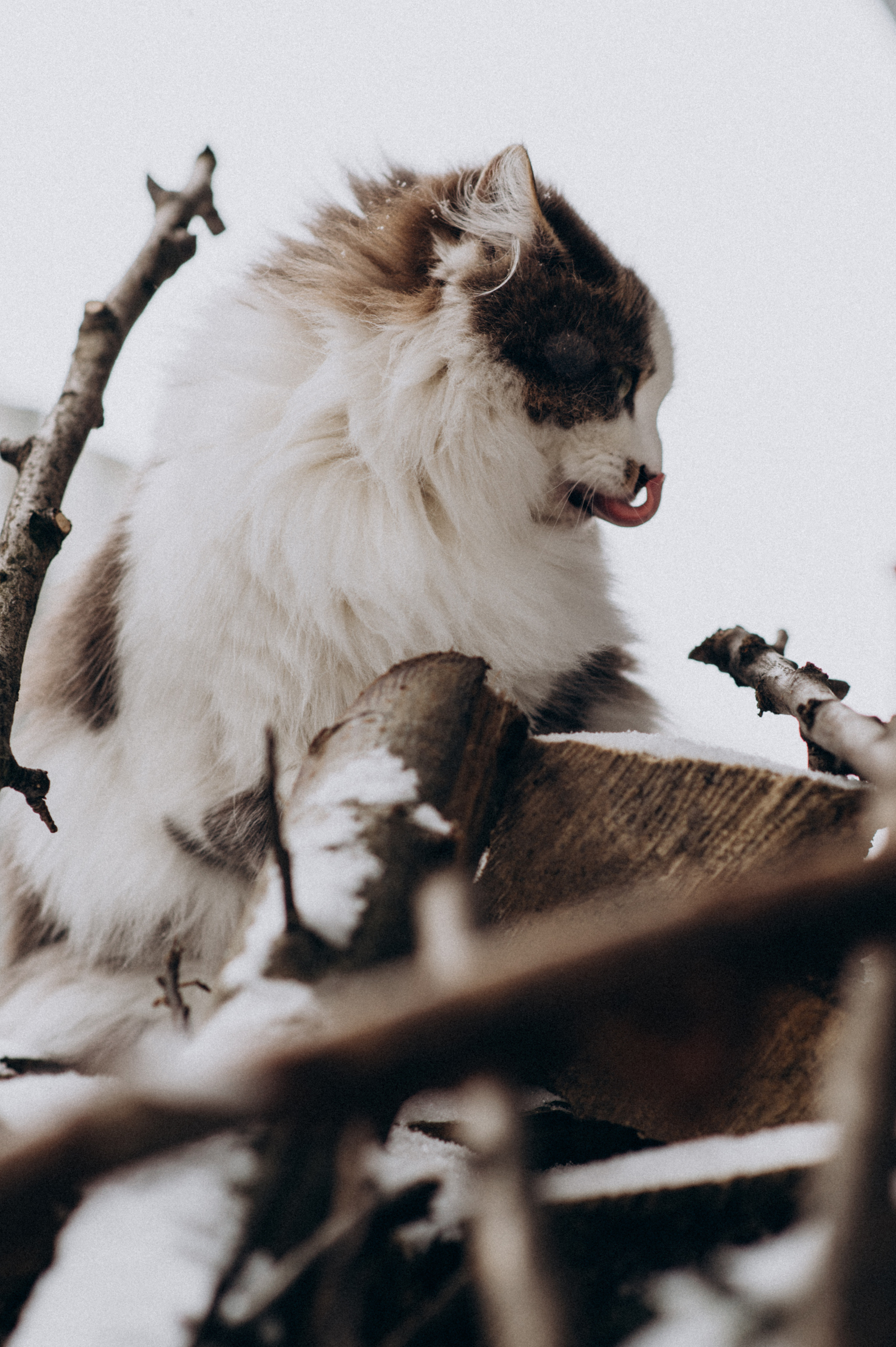 Зйомка з собакою Oleksandra & Volt. Сімейний, дитячий та індивідуальний фотограф в м. Тернопіль, м. Львів