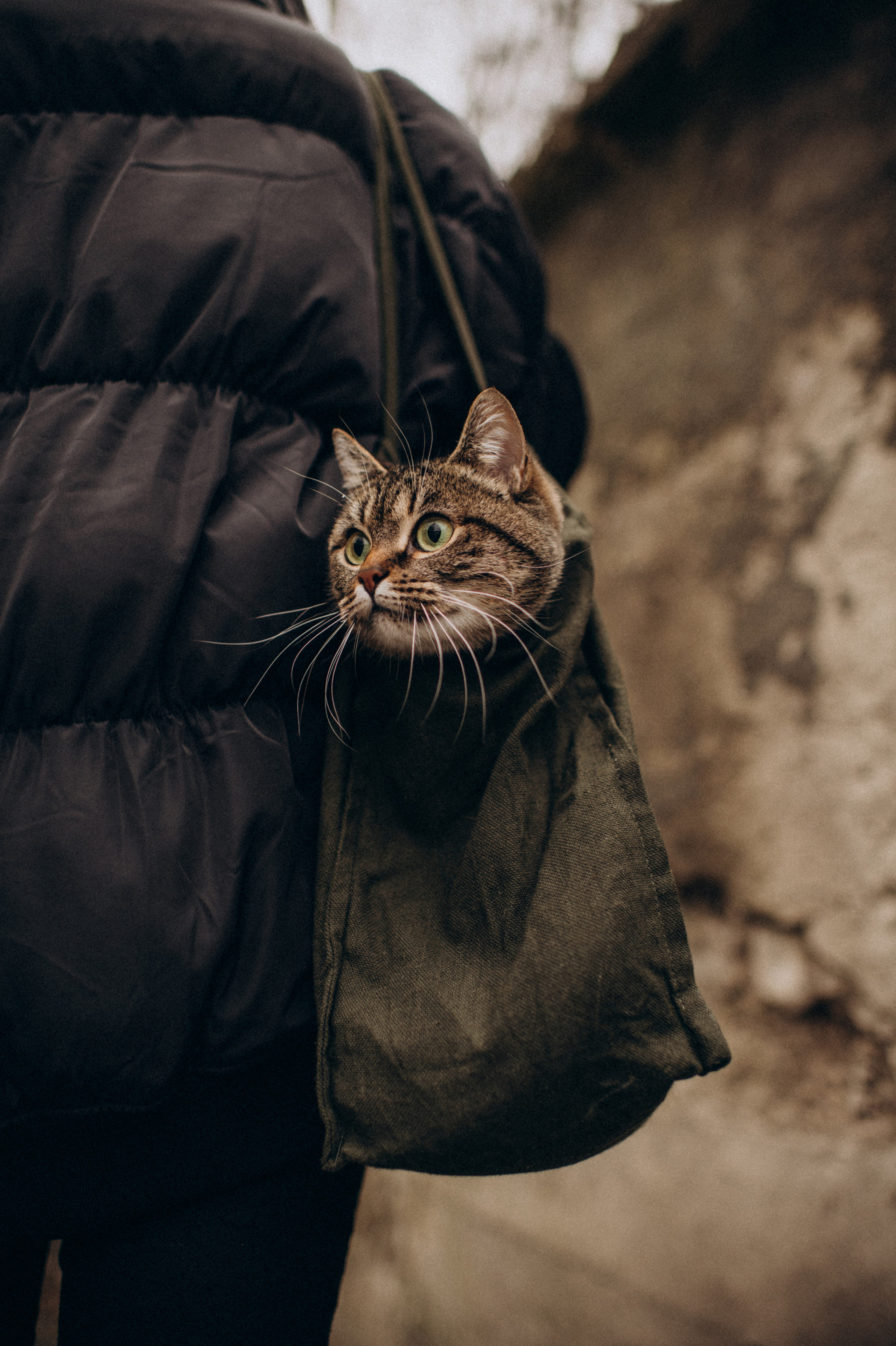 Фотосесія з котиком. Сімейний, дитячий та індивідуальний фотограф в м. Тернопіль, м. Львів