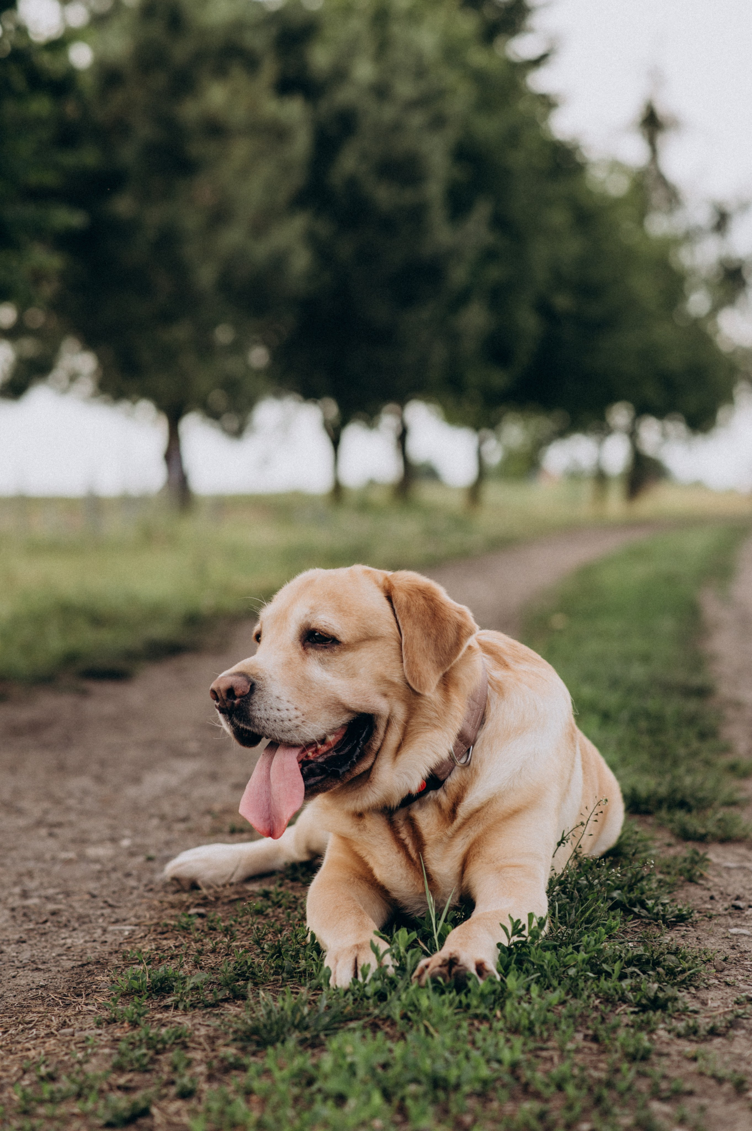 Сімейна фотосесія на природі, зйомка з собакою, фотосесія лавсторі Тернопіль. Сімейний, дитячий та індивідуальний фотограф в м. Тернопіль, м. Львів