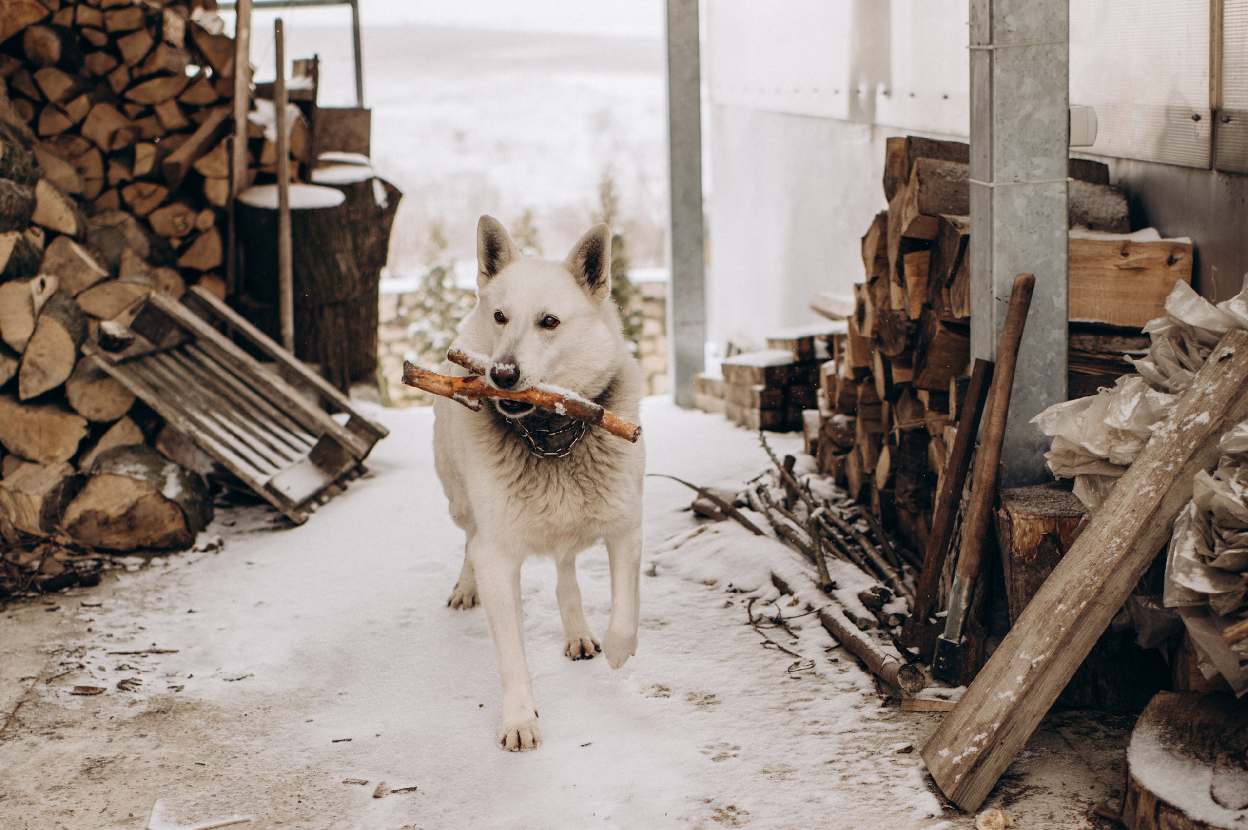 Зйомка з собакою Oleksandra & Volt. Сімейний, дитячий та індивідуальний фотограф в м. Тернопіль, м. Львів