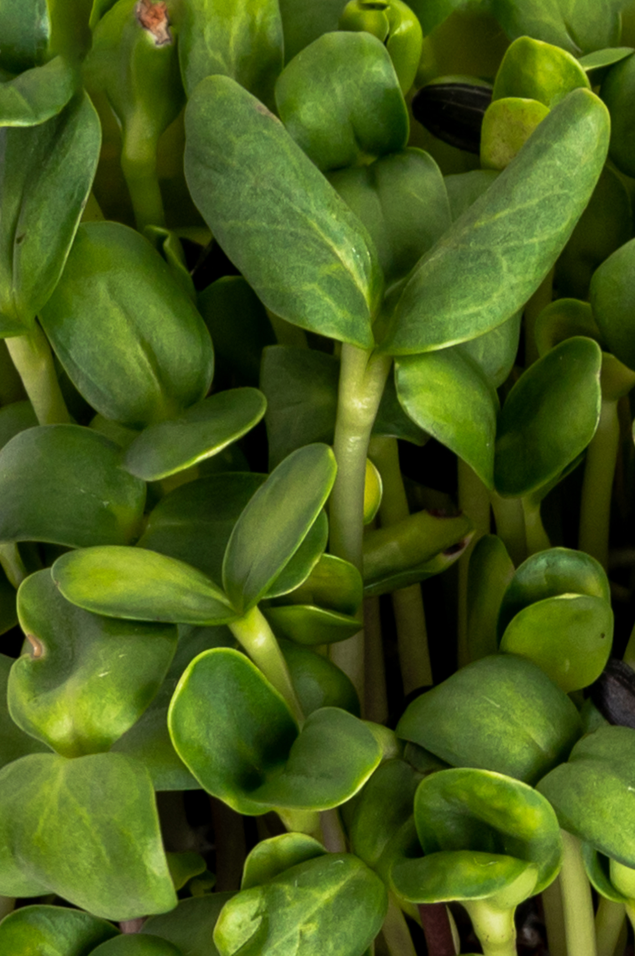Предметні фото. Сімейний, дитячий та індивідуальний фотограф в м. Тернопіль, м. Львів