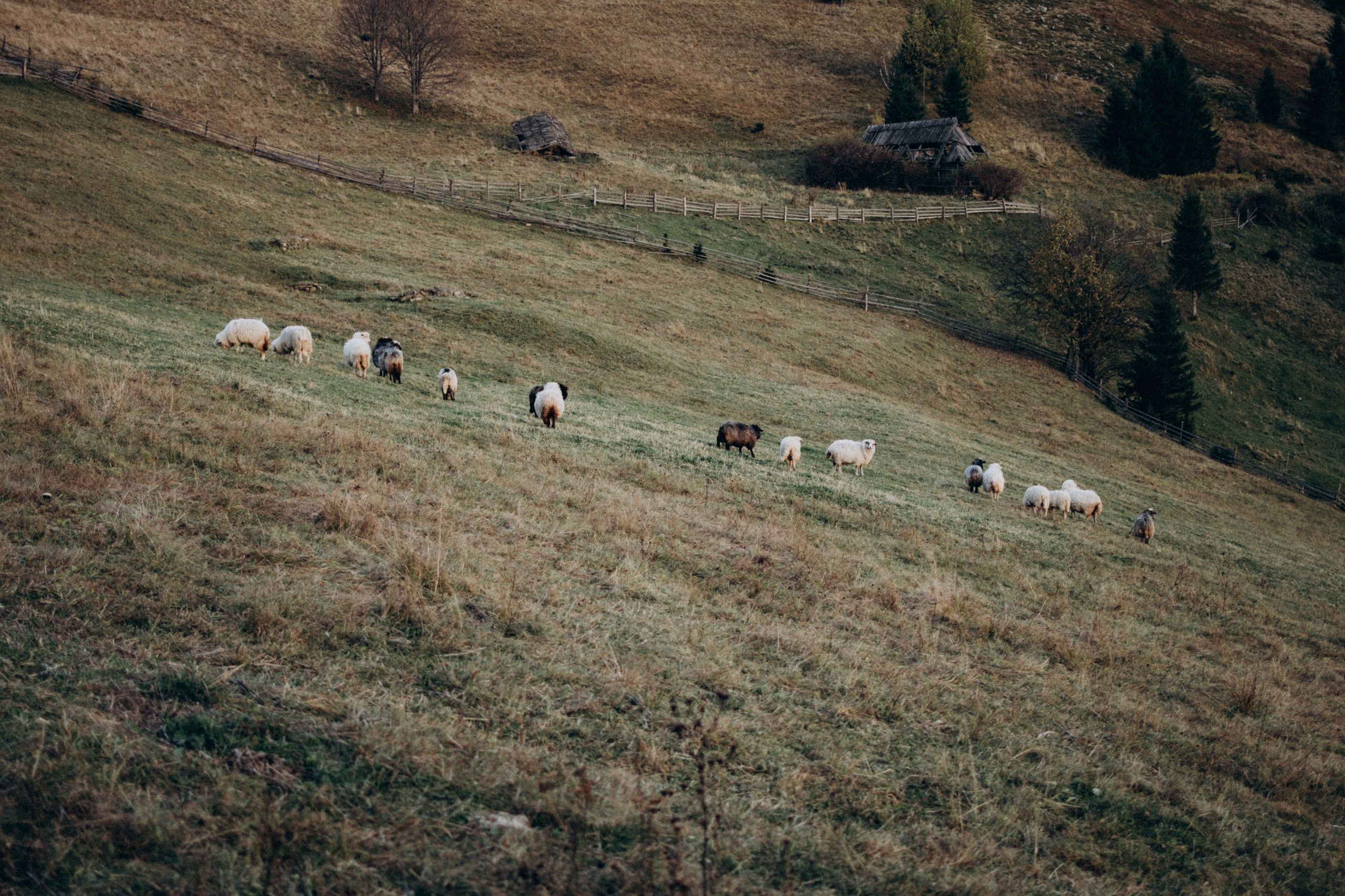 Love story in Carpathians. Сімейний, дитячий та індивідуальний фотограф в м. Тернопіль, м. Львів