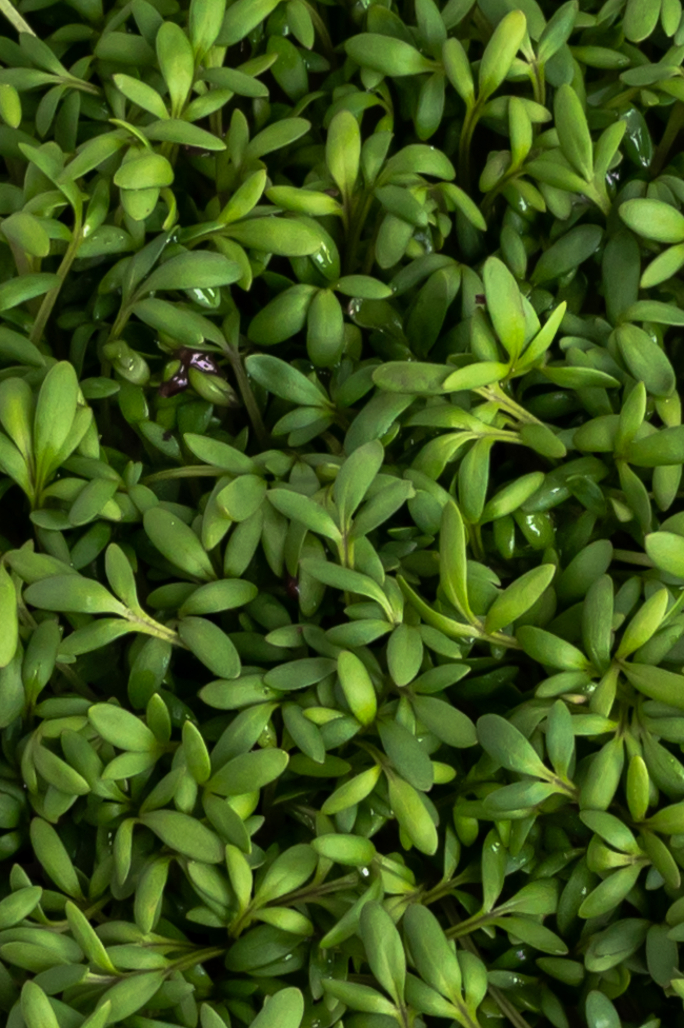 Предметні фото. Сімейний, дитячий та індивідуальний фотограф в м. Тернопіль, м. Львів