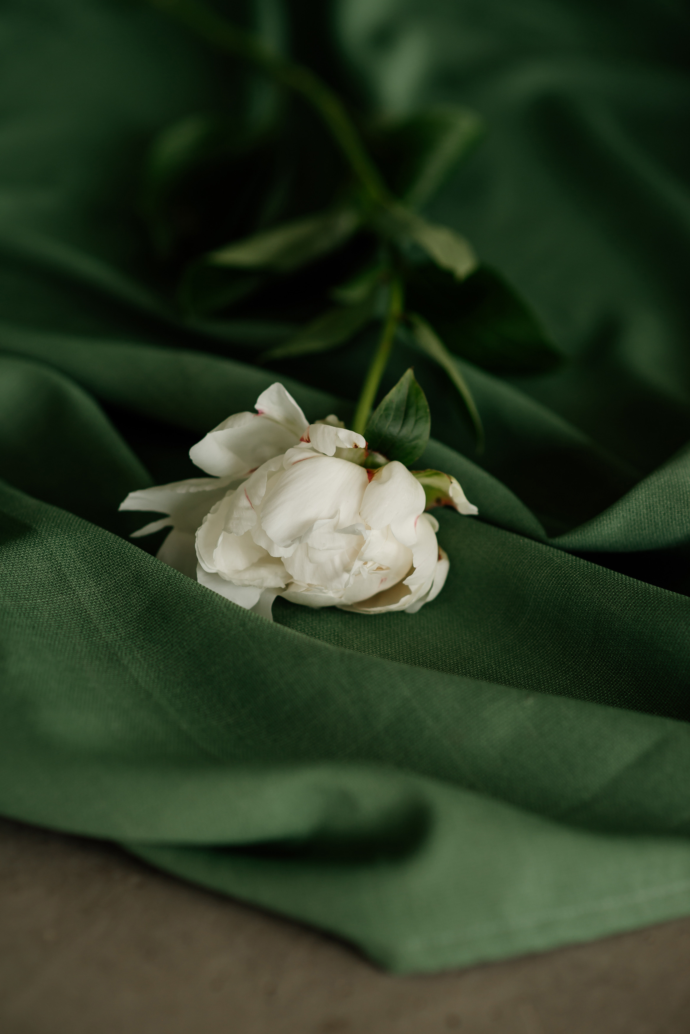 Індивідуальна фотосесія для майстра брів та робочого профілю салону. Сімейний, дитячий та індивідуальний фотограф в м. Тернопіль, м. Львів