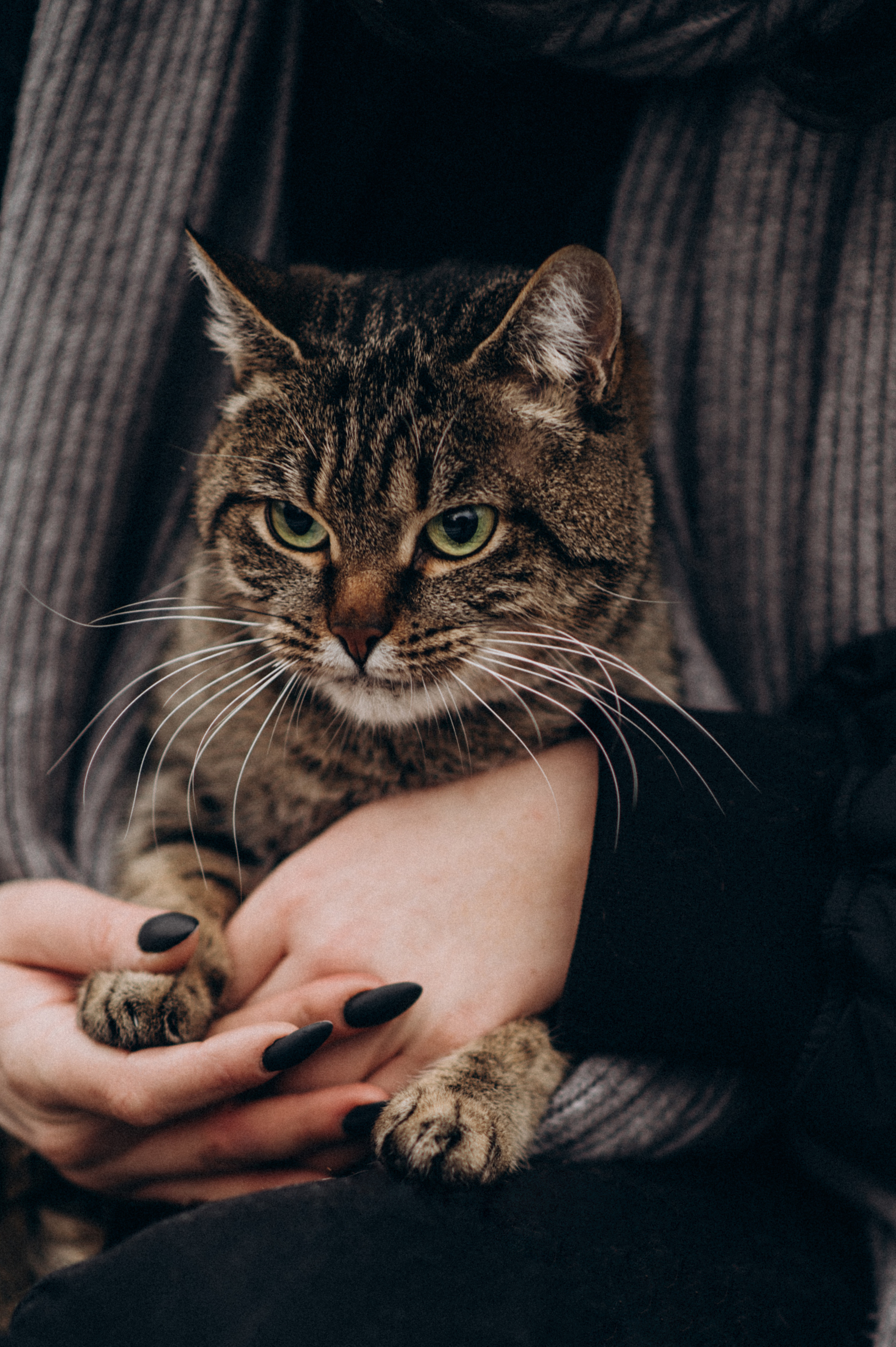 Фотосесія з котиком. Сімейний, дитячий та індивідуальний фотограф в м. Тернопіль, м. Львів