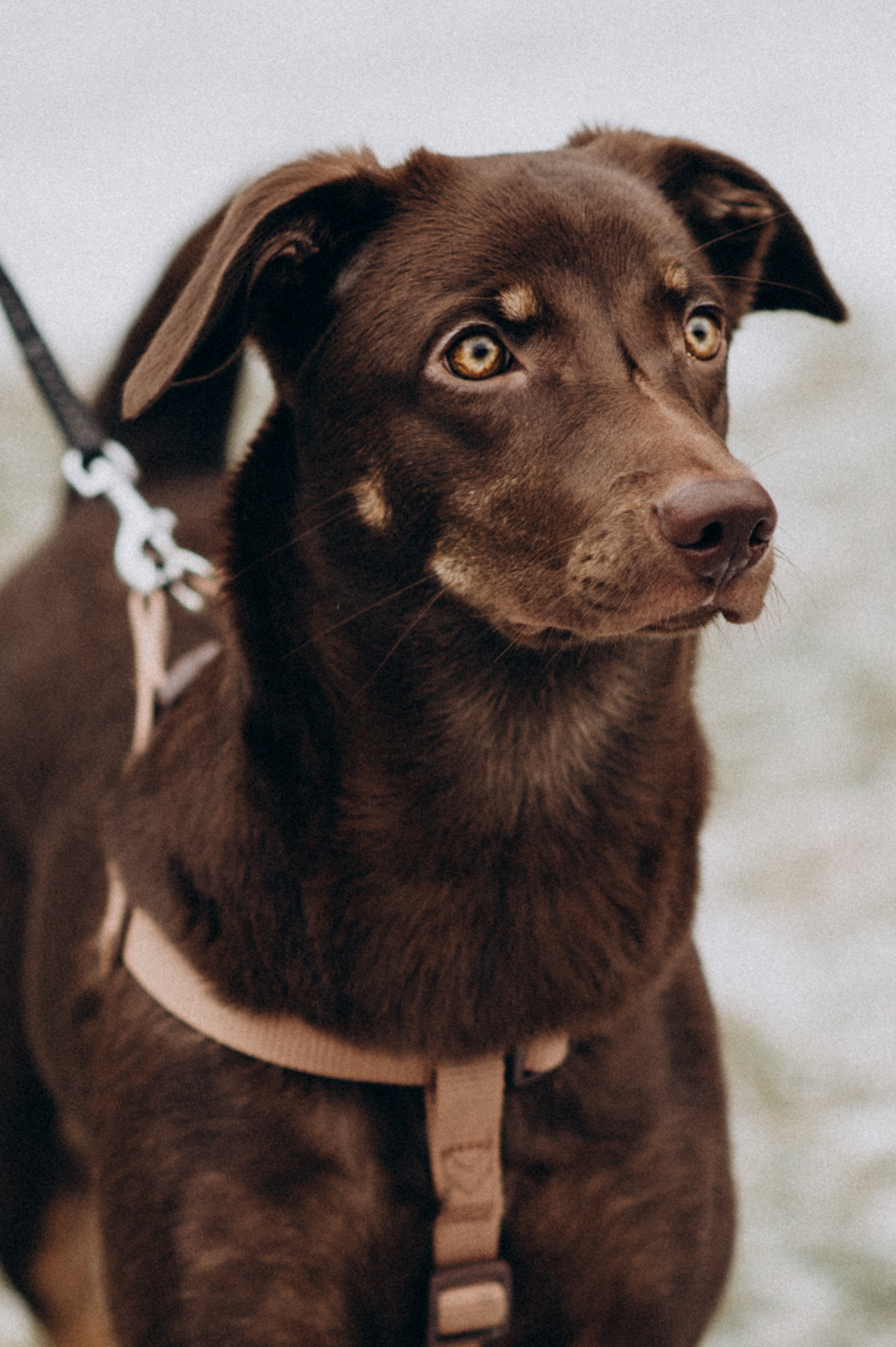 Зйомка з домашнім улюбленцем. Сімейний, дитячий та індивідуальний фотограф в м. Тернопіль, м. Львів