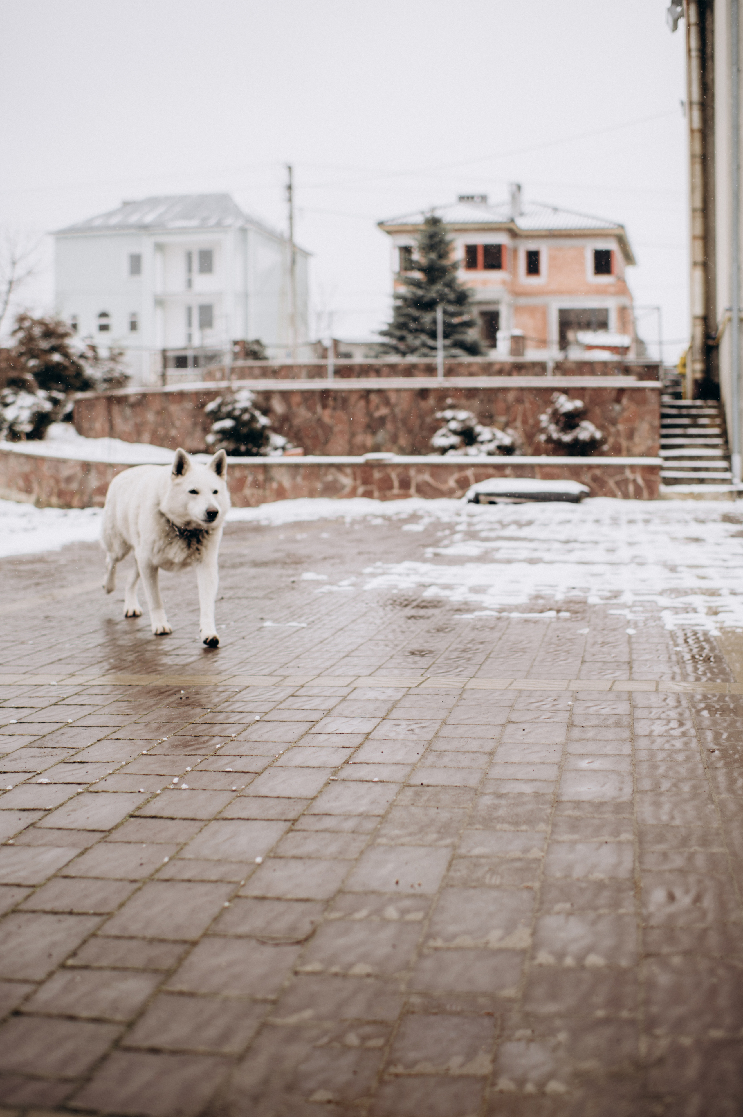 Зйомка з собакою Oleksandra & Volt. Сімейний, дитячий та індивідуальний фотограф в м. Тернопіль, м. Львів