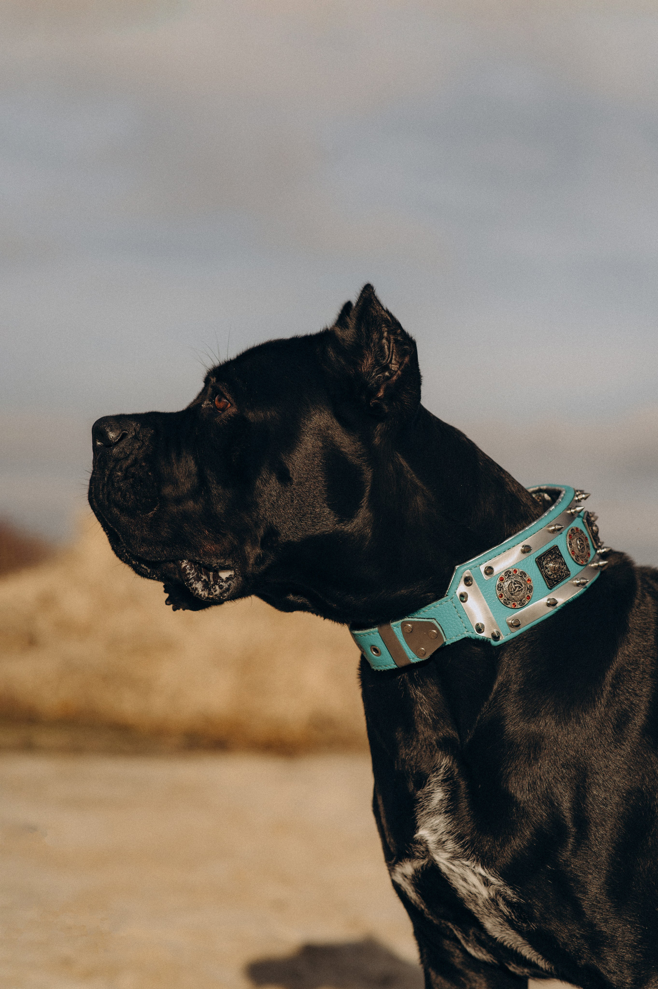 Фотосесія з собакою, зйомка з домашнім улюбленцем, фотосесія на природі Тернопіль, зйомка дівчат. Сімейний, дитячий та індивідуальний фотограф в м. Тернопіль, м. Львів