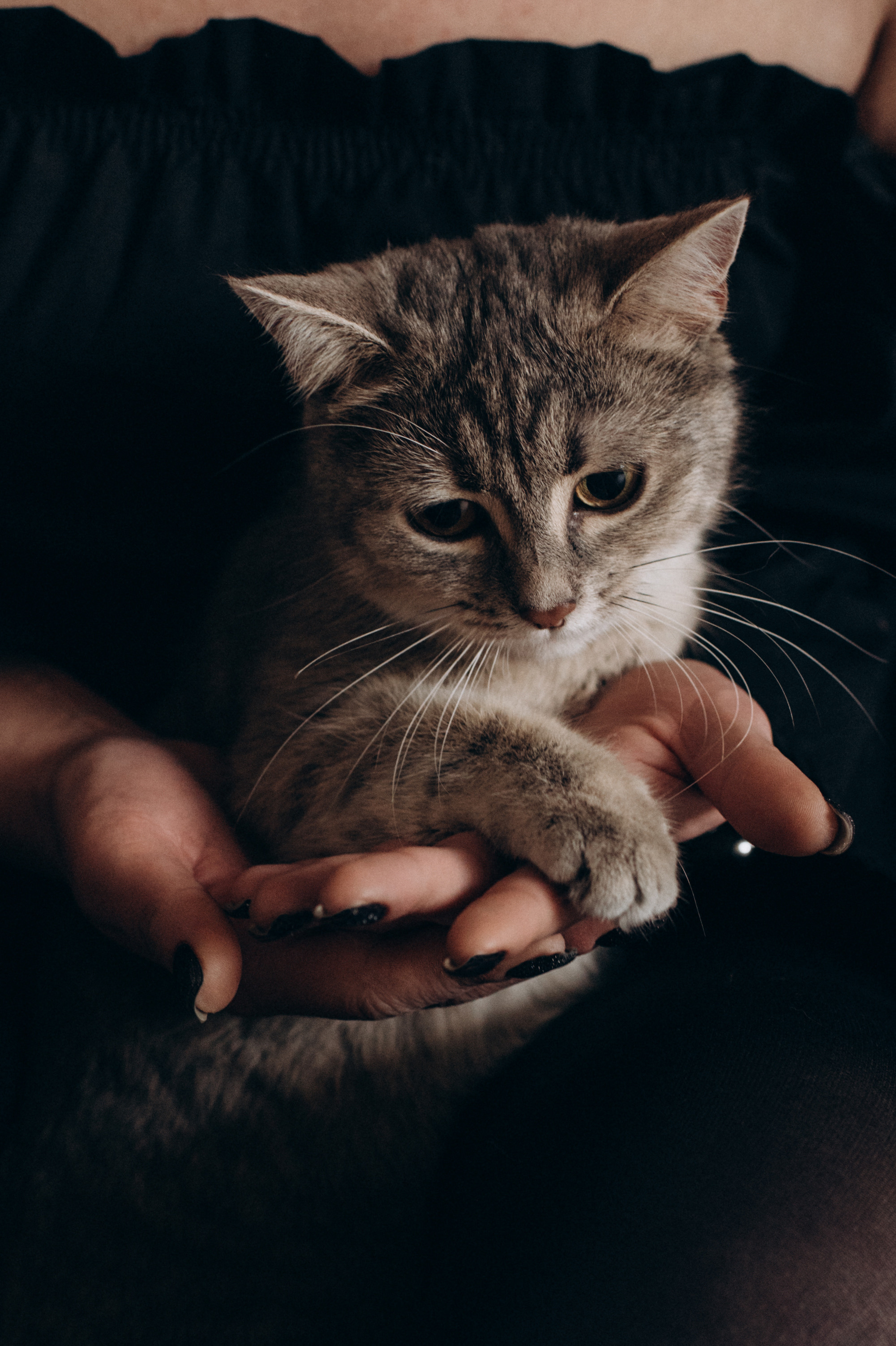 Фотосесія з котиком. Сімейний, дитячий та індивідуальний фотограф в м. Тернопіль, м. Львів