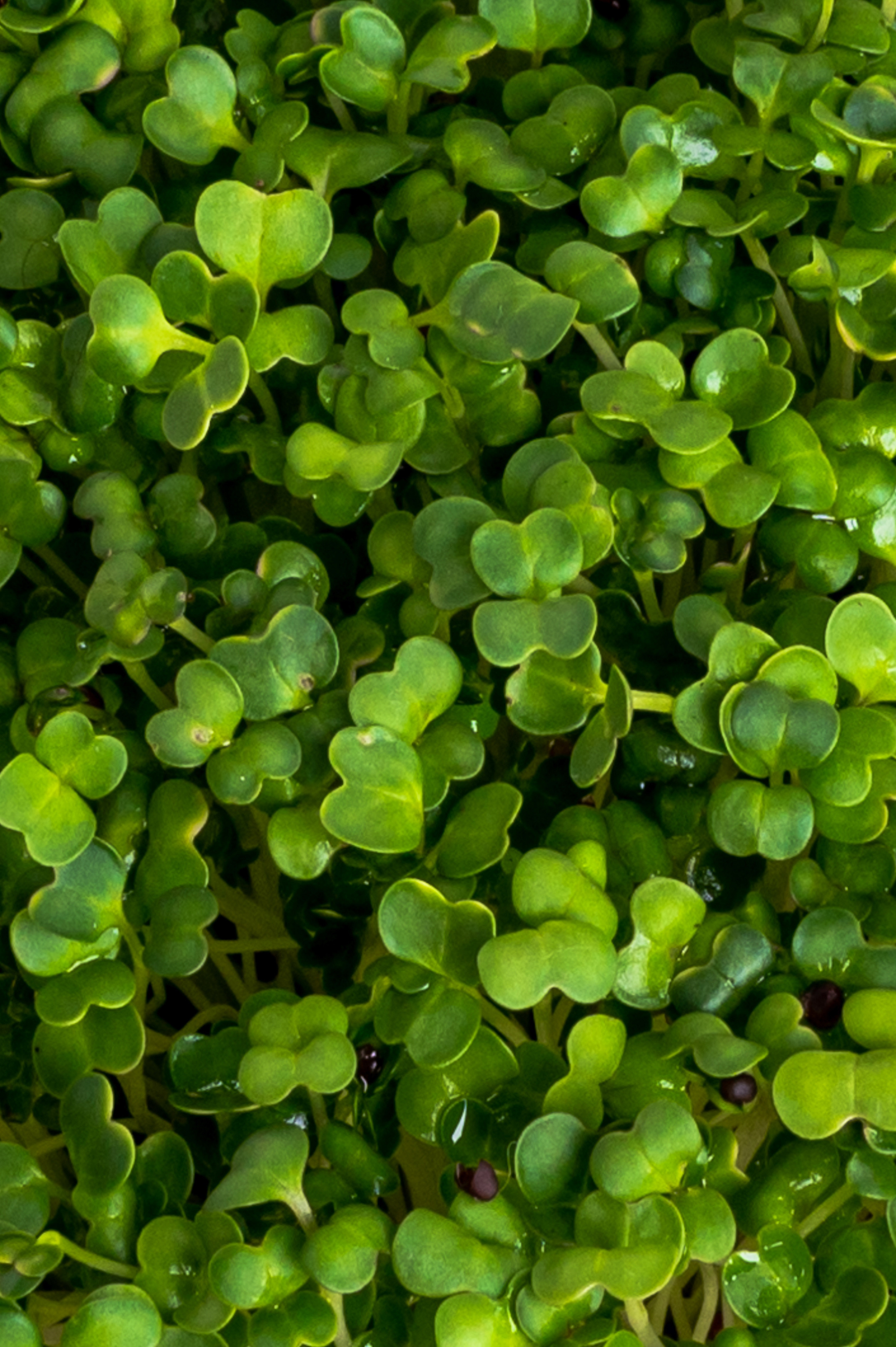 Предметні фото. Сімейний, дитячий та індивідуальний фотограф в м. Тернопіль, м. Львів