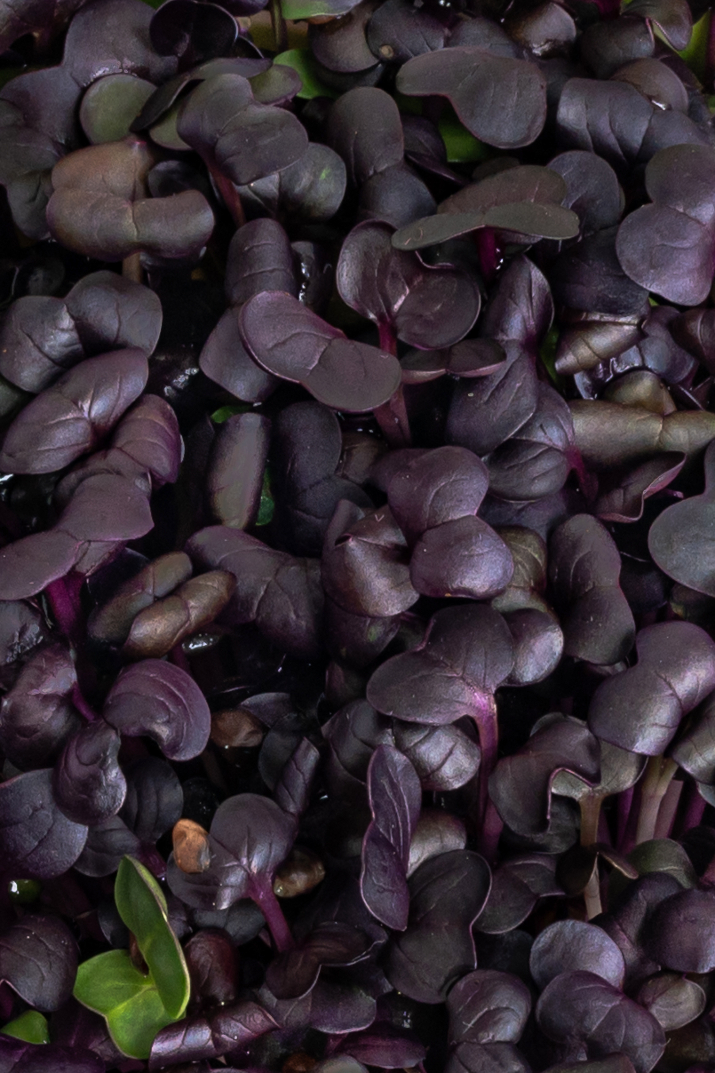 Предметні фото. Сімейний, дитячий та індивідуальний фотограф в м. Тернопіль, м. Львів
