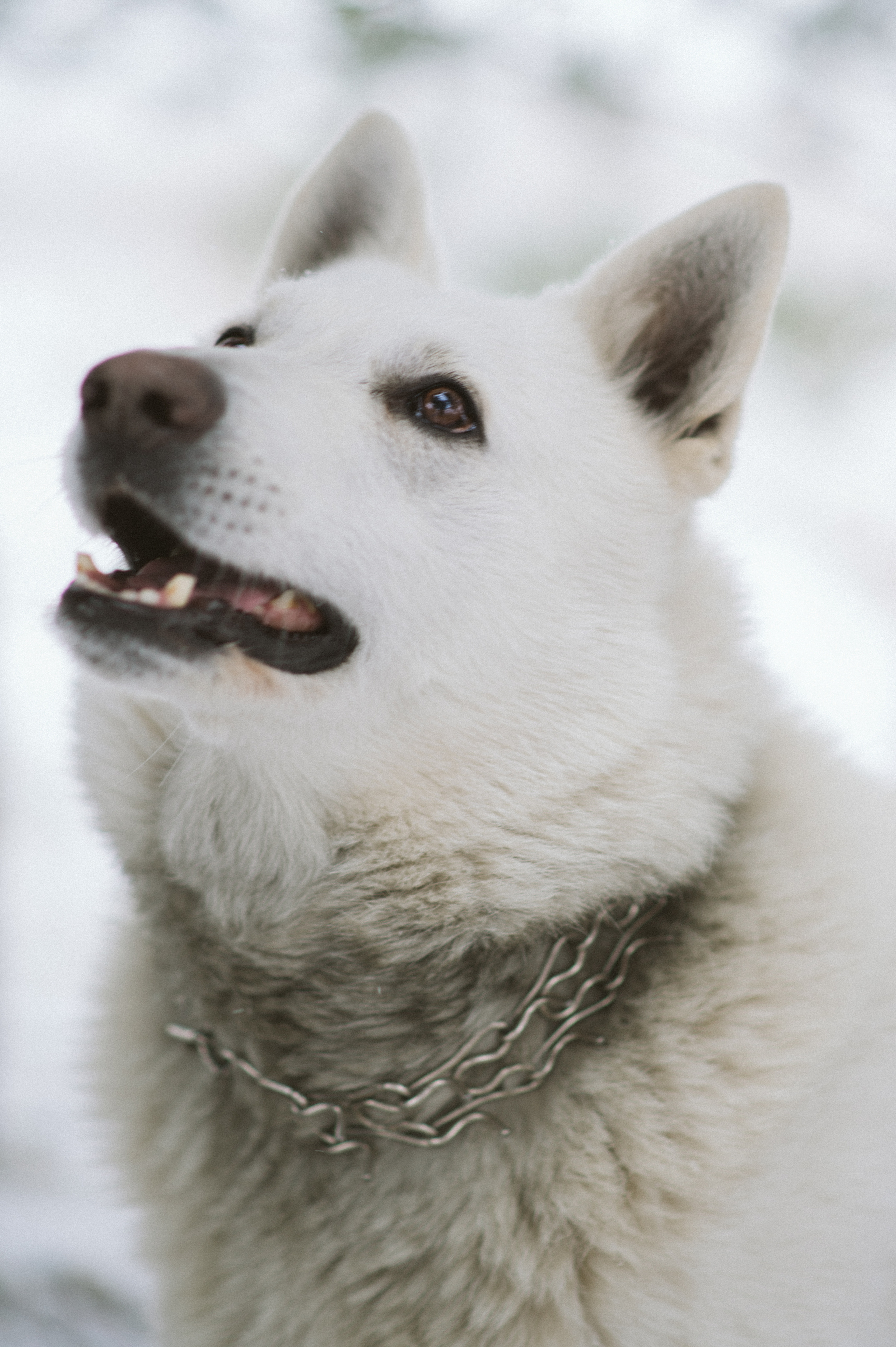 Зйомка з собакою Oleksandra & Volt. Сімейний, дитячий та індивідуальний фотограф в м. Тернопіль, м. Львів