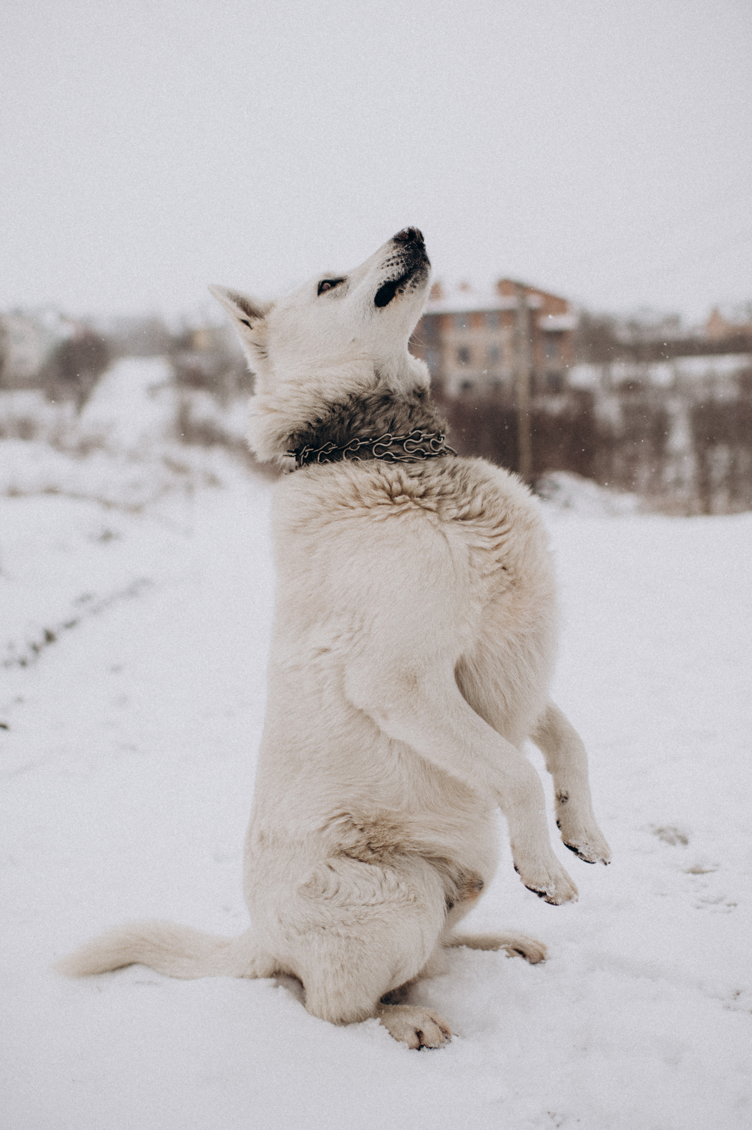 Зйомка з собакою Oleksandra & Volt. Сімейний, дитячий та індивідуальний фотограф в м. Тернопіль, м. Львів