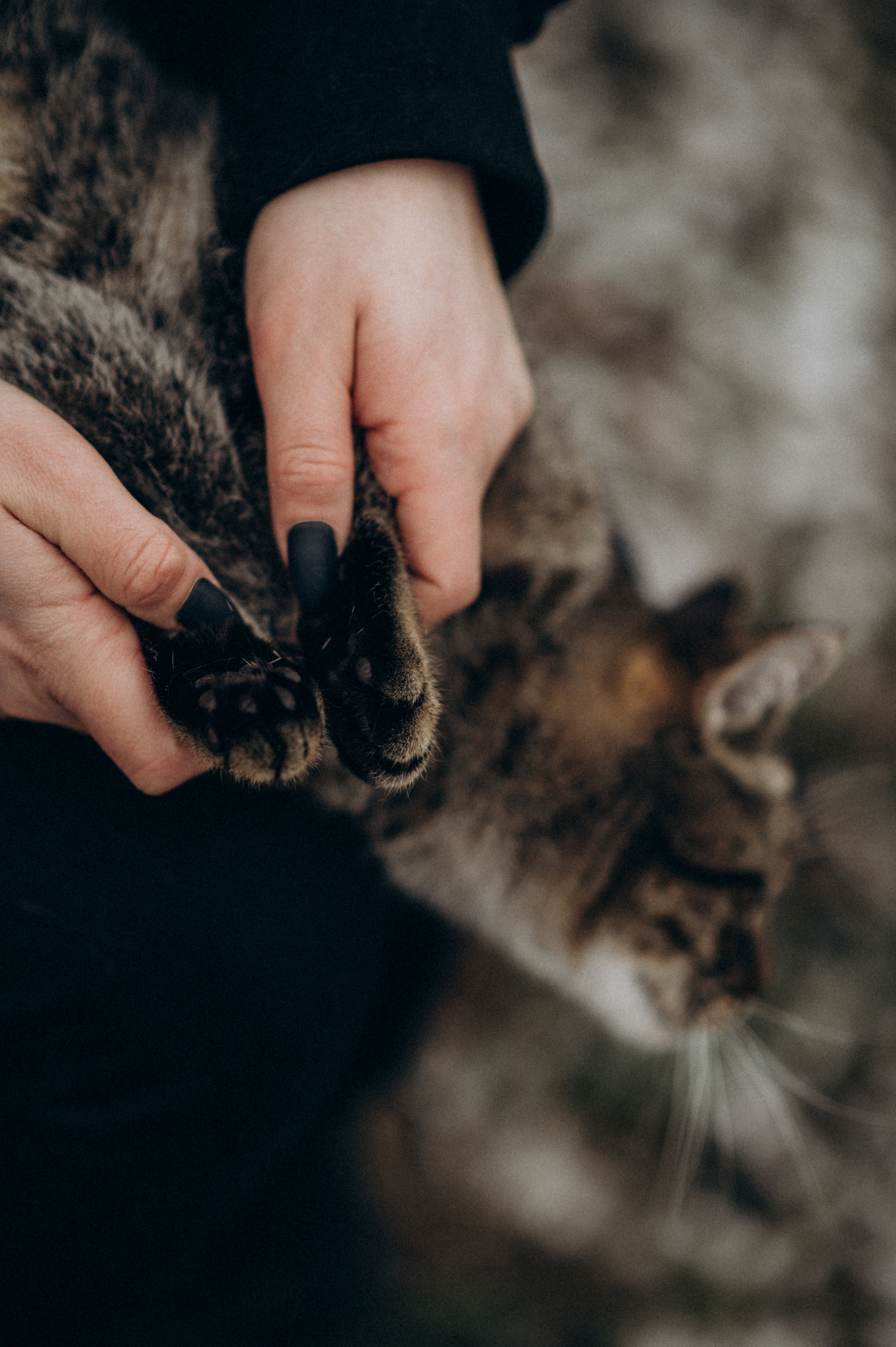Фотосесія з котиком. Сімейний, дитячий та індивідуальний фотограф в м. Тернопіль, м. Львів
