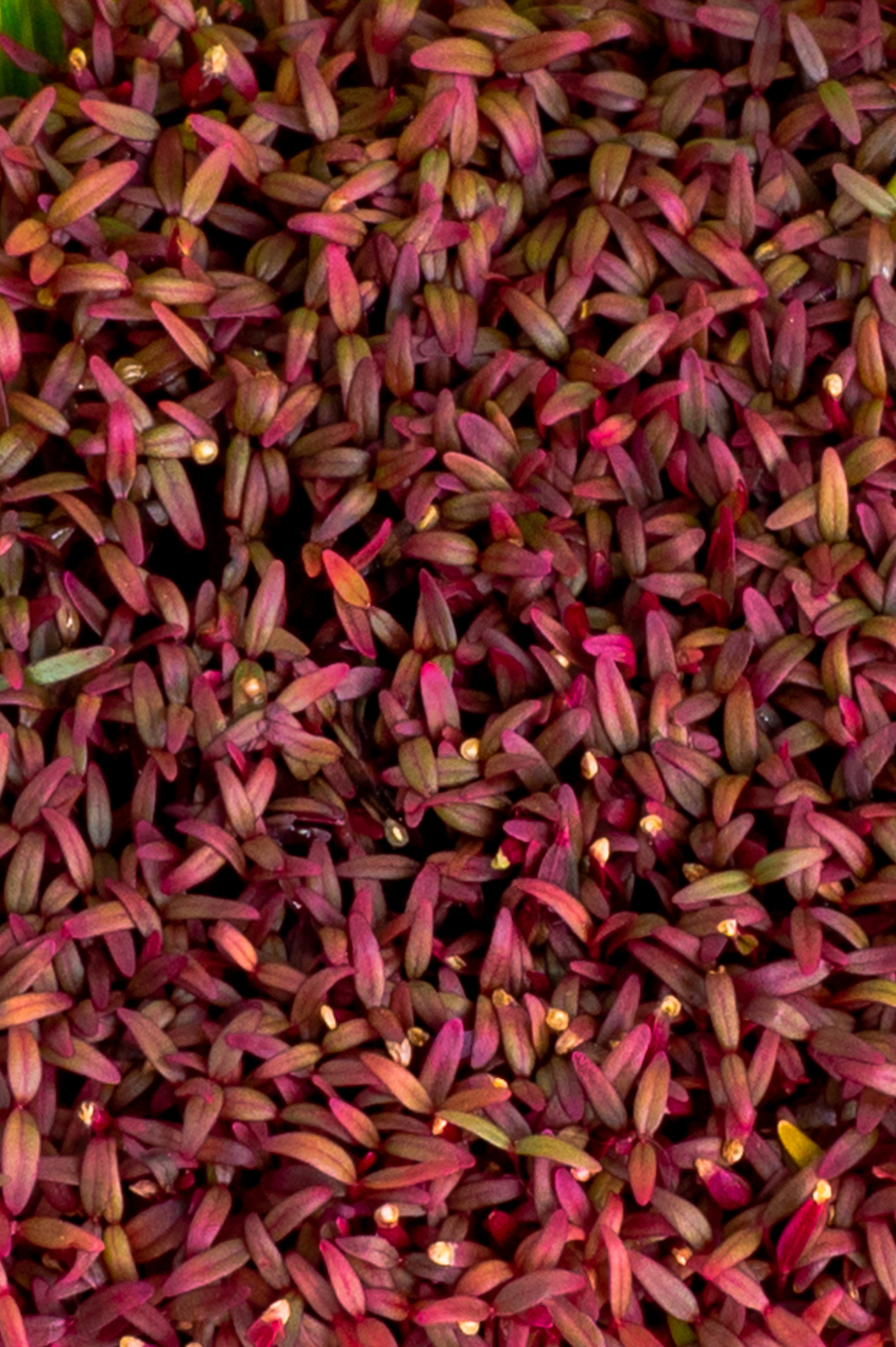 Предметні фото. Сімейний, дитячий та індивідуальний фотограф в м. Тернопіль, м. Львів