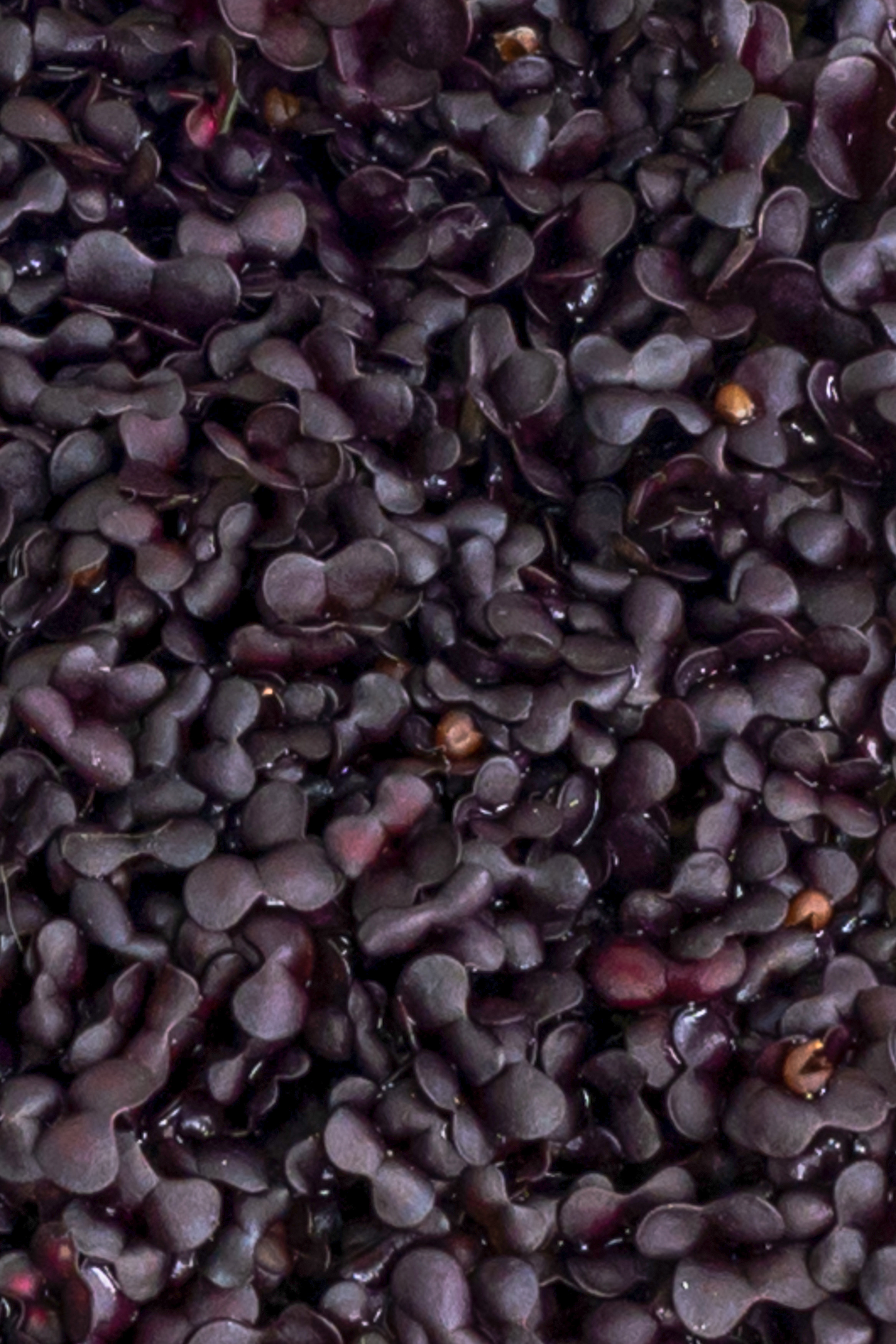 Предметні фото. Сімейний, дитячий та індивідуальний фотограф в м. Тернопіль, м. Львів