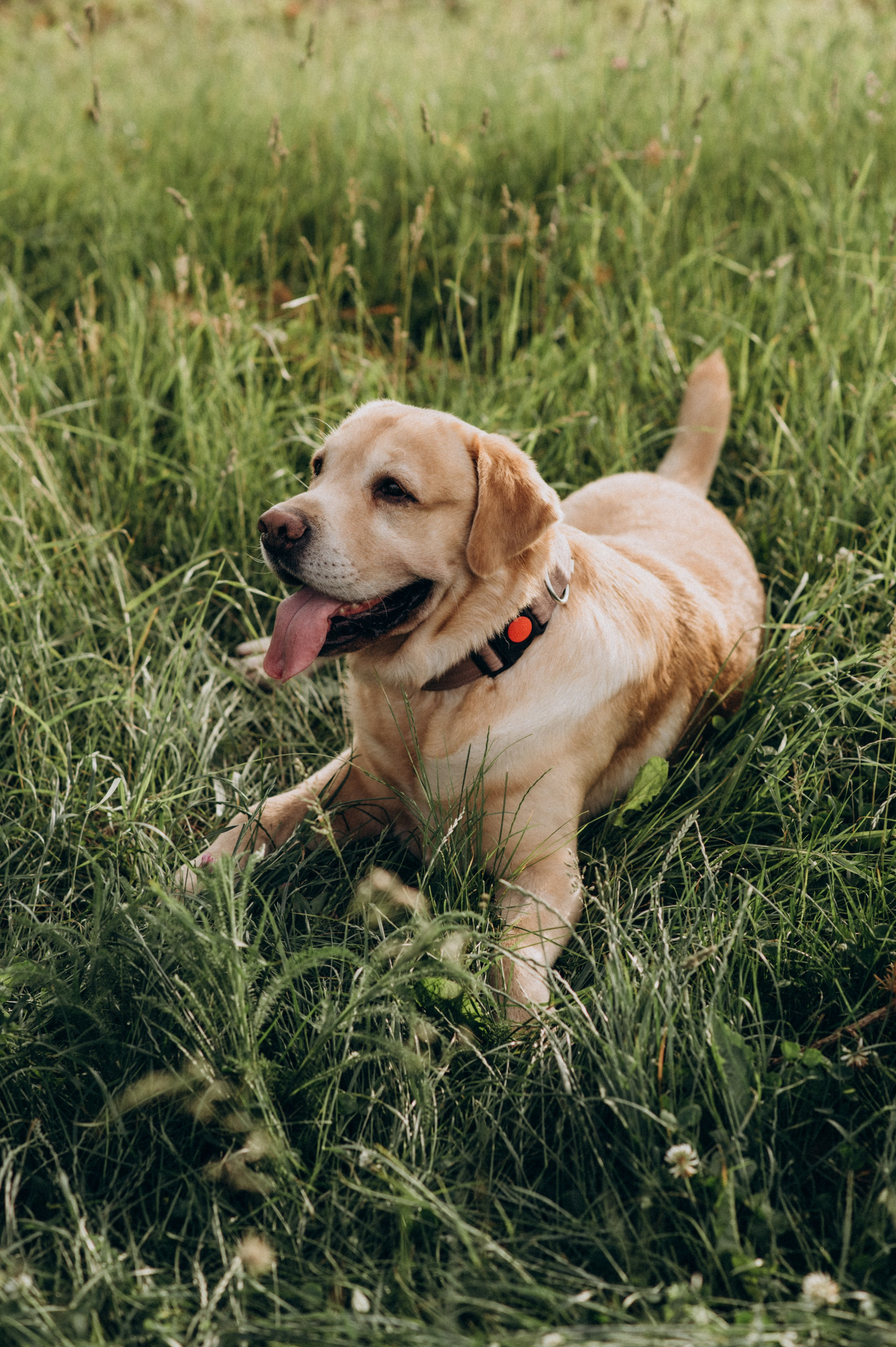 Сімейна фотосесія на природі, зйомка з собакою, фотосесія лавсторі Тернопіль. Сімейний, дитячий та індивідуальний фотограф в м. Тернопіль, м. Львів