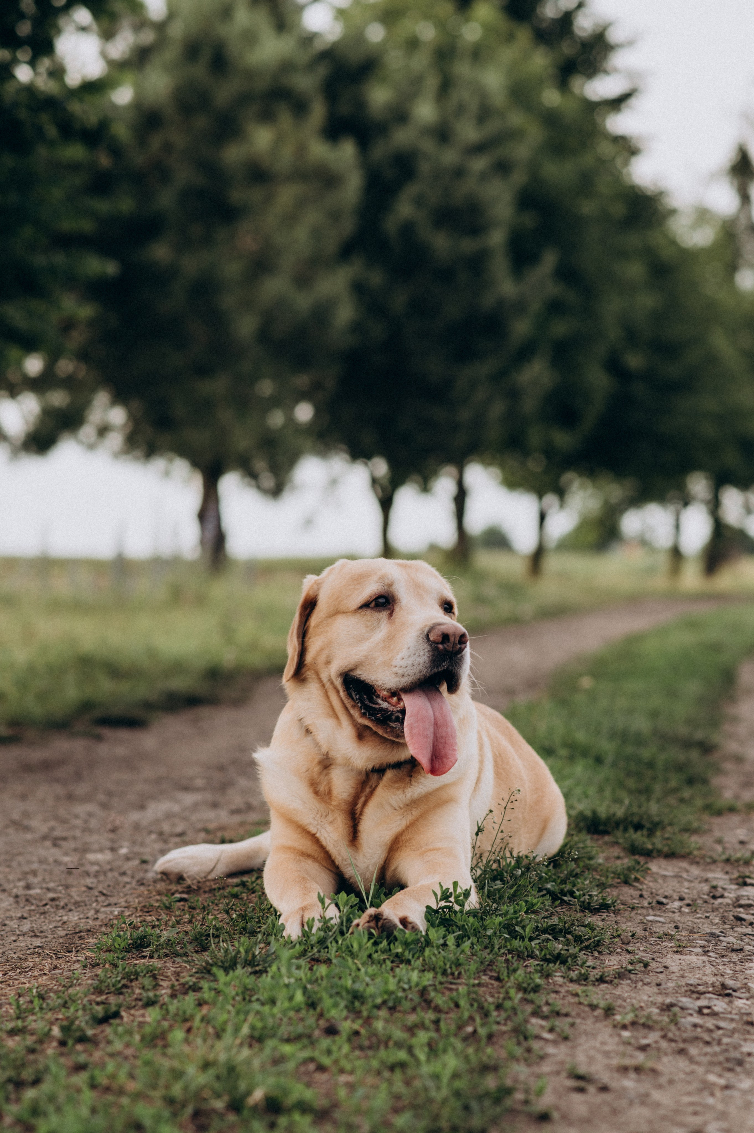 Сімейна фотосесія на природі, зйомка з собакою, фотосесія лавсторі Тернопіль. Сімейний, дитячий та індивідуальний фотограф в м. Тернопіль, м. Львів
