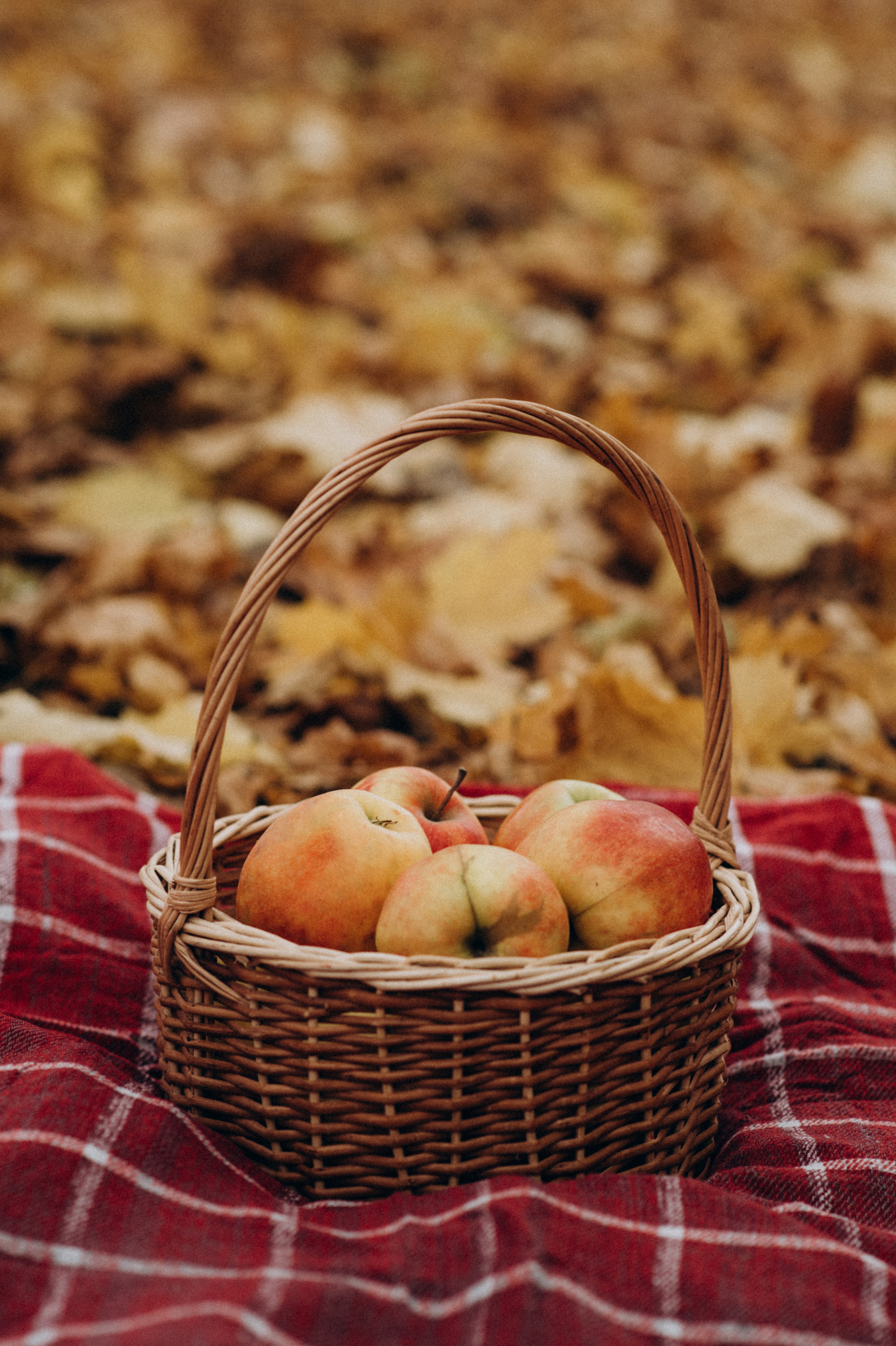 Осіння сімейна фотосесія. Сімейний, дитячий та індивідуальний фотограф в м. Тернопіль, м. Львів