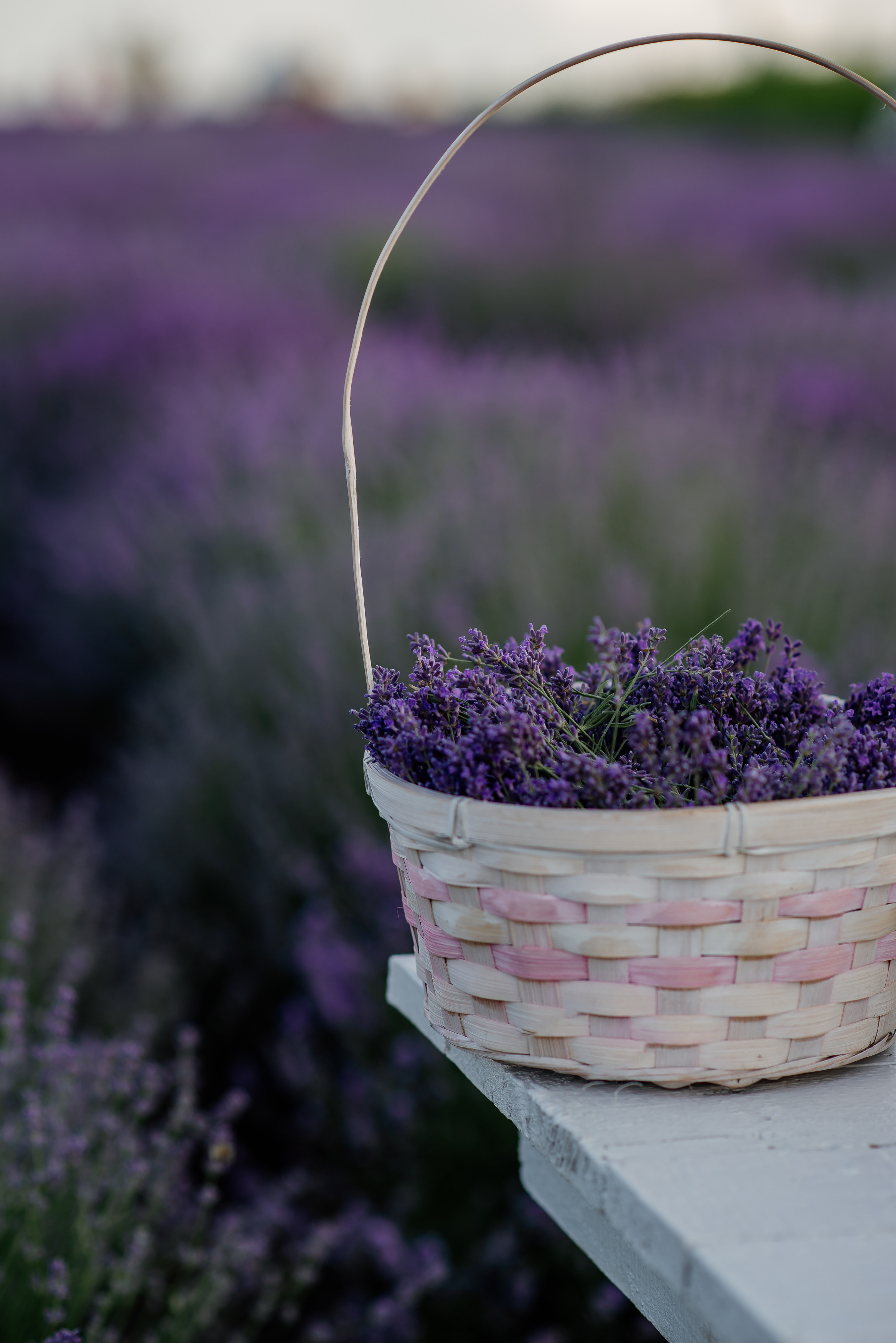 Фотосесія в лаванді. Лілія. Сімейний, дитячий та індивідуальний фотограф в м. Тернопіль, м. Львів