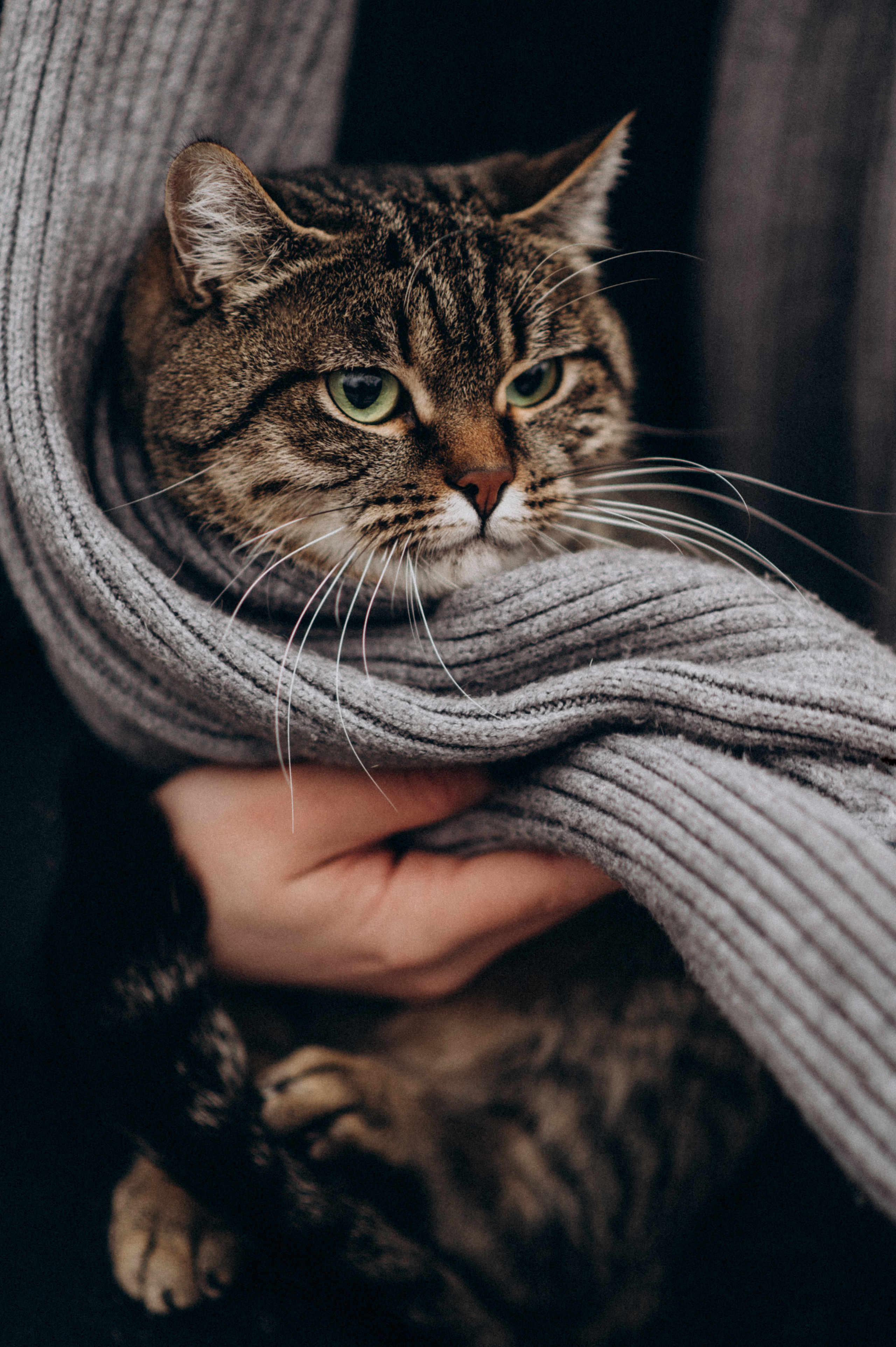 Фотосесія з котиком. Сімейний, дитячий та індивідуальний фотограф в м. Тернопіль, м. Львів