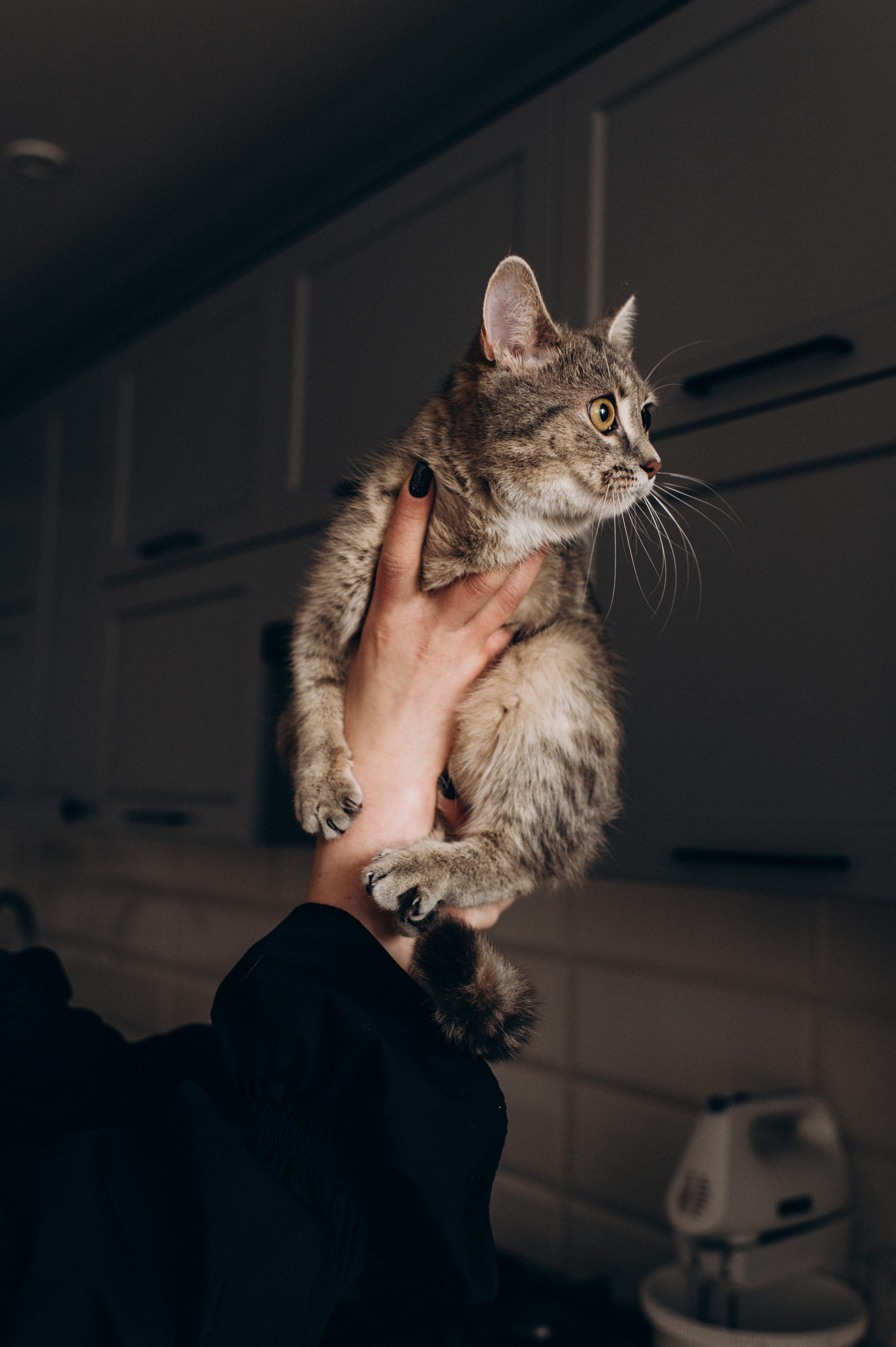 Фотосесія з котиком. Сімейний, дитячий та індивідуальний фотограф в м. Тернопіль, м. Львів