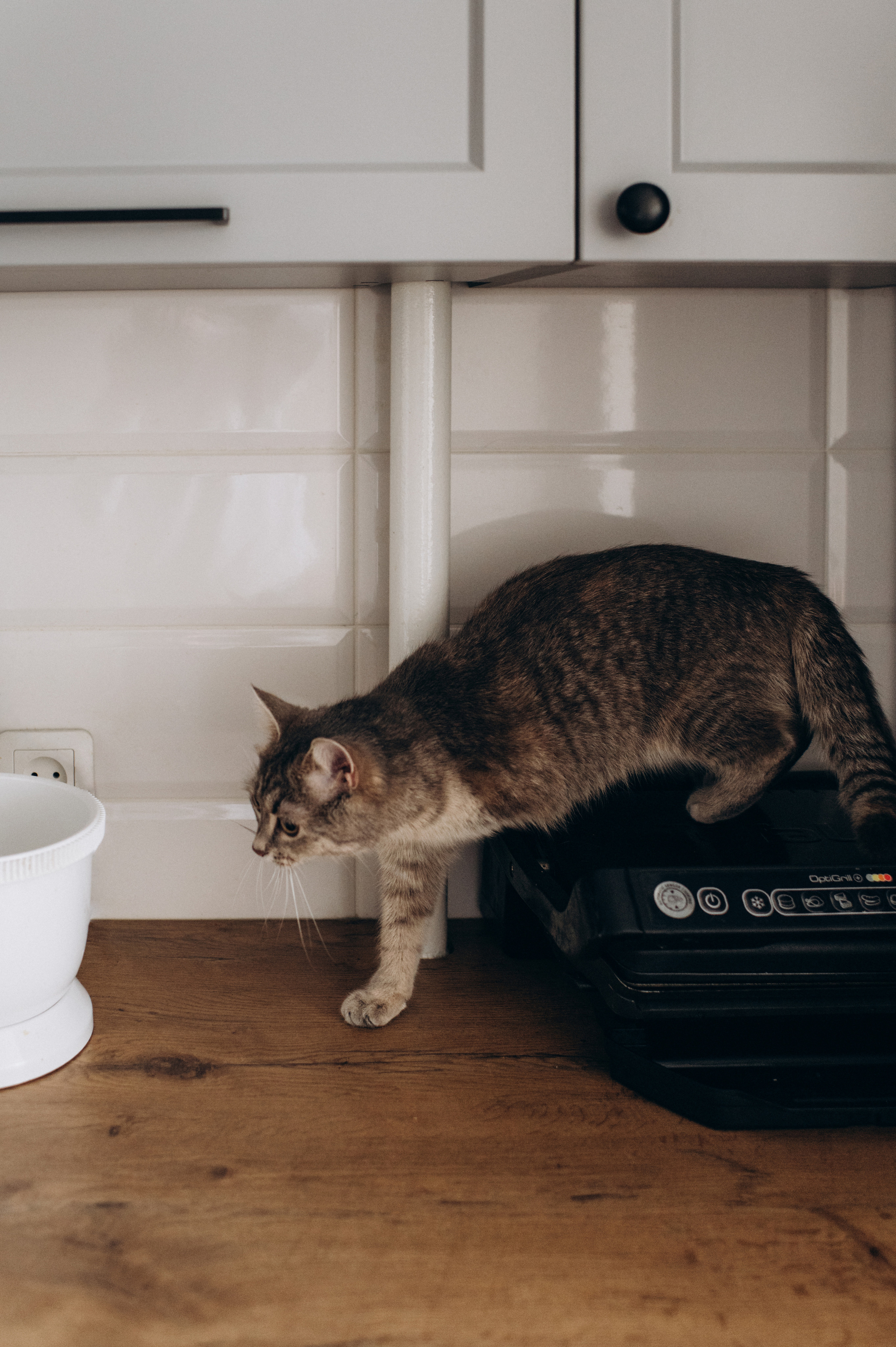 Фотосесія з котиком. Сімейний, дитячий та індивідуальний фотограф в м. Тернопіль, м. Львів