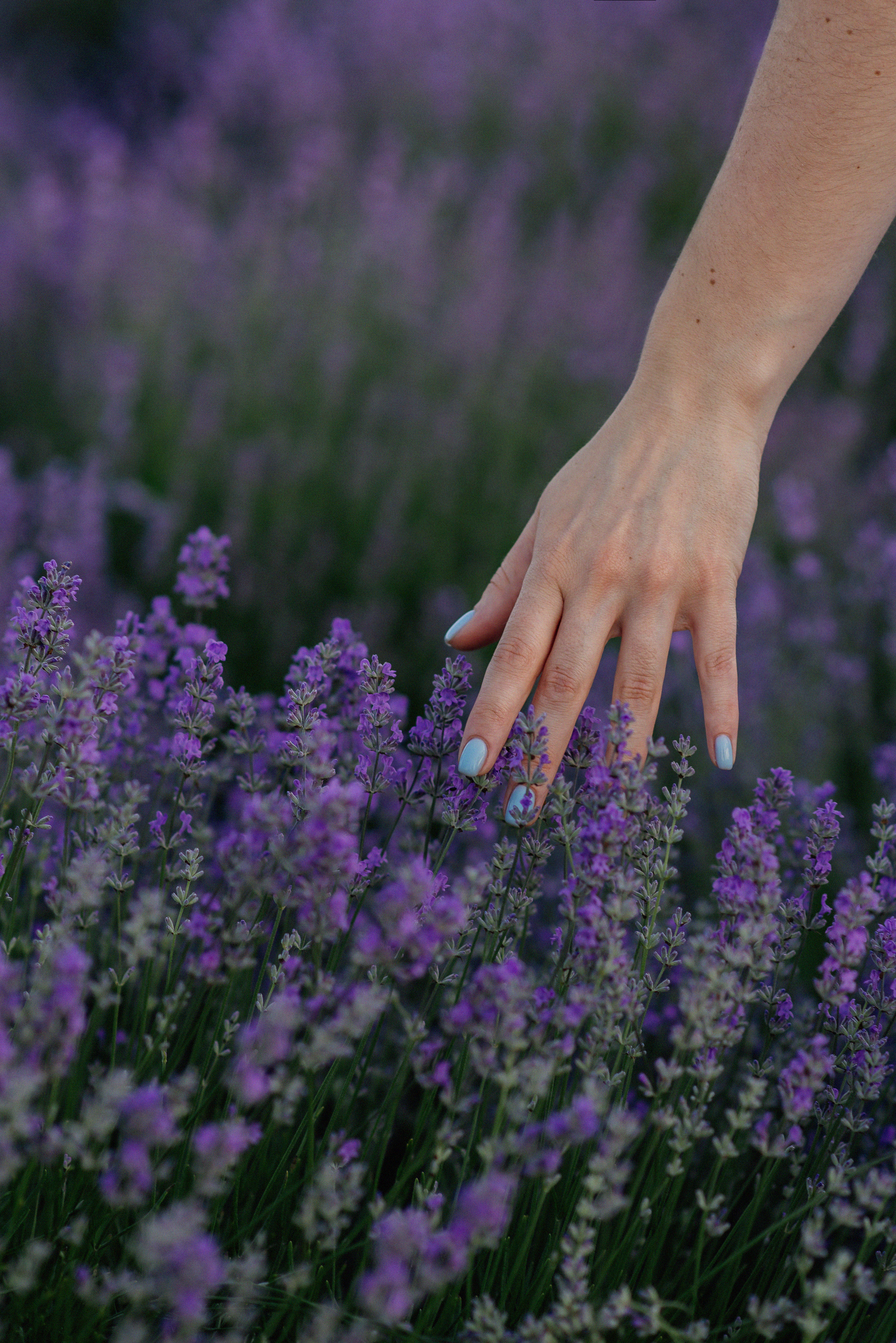Фотосесія в лаванді. Лілія. Сімейний, дитячий та індивідуальний фотограф в м. Тернопіль, м. Львів
