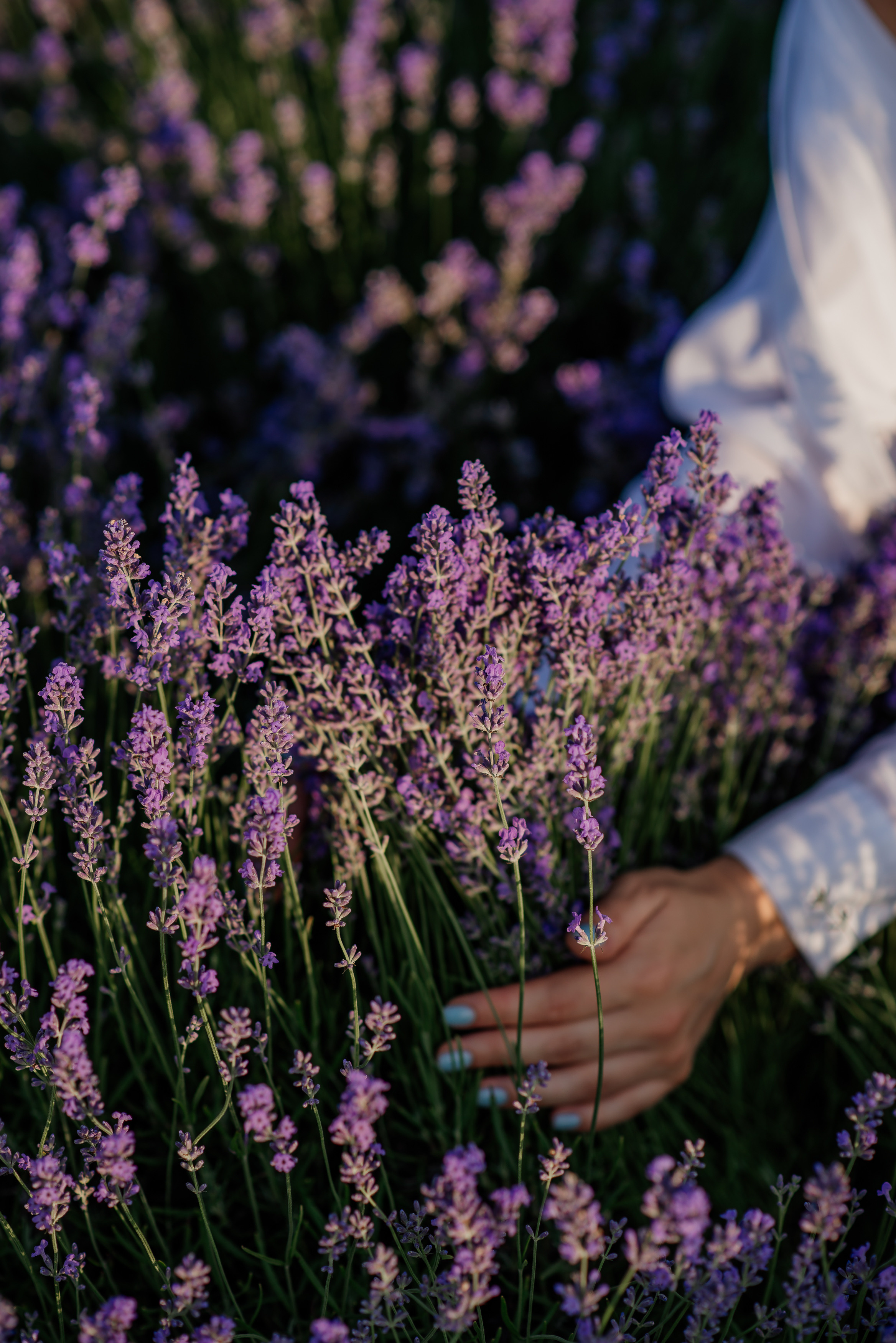 Фотосесія в лаванді. Лілія. Сімейний, дитячий та індивідуальний фотограф в м. Тернопіль, м. Львів