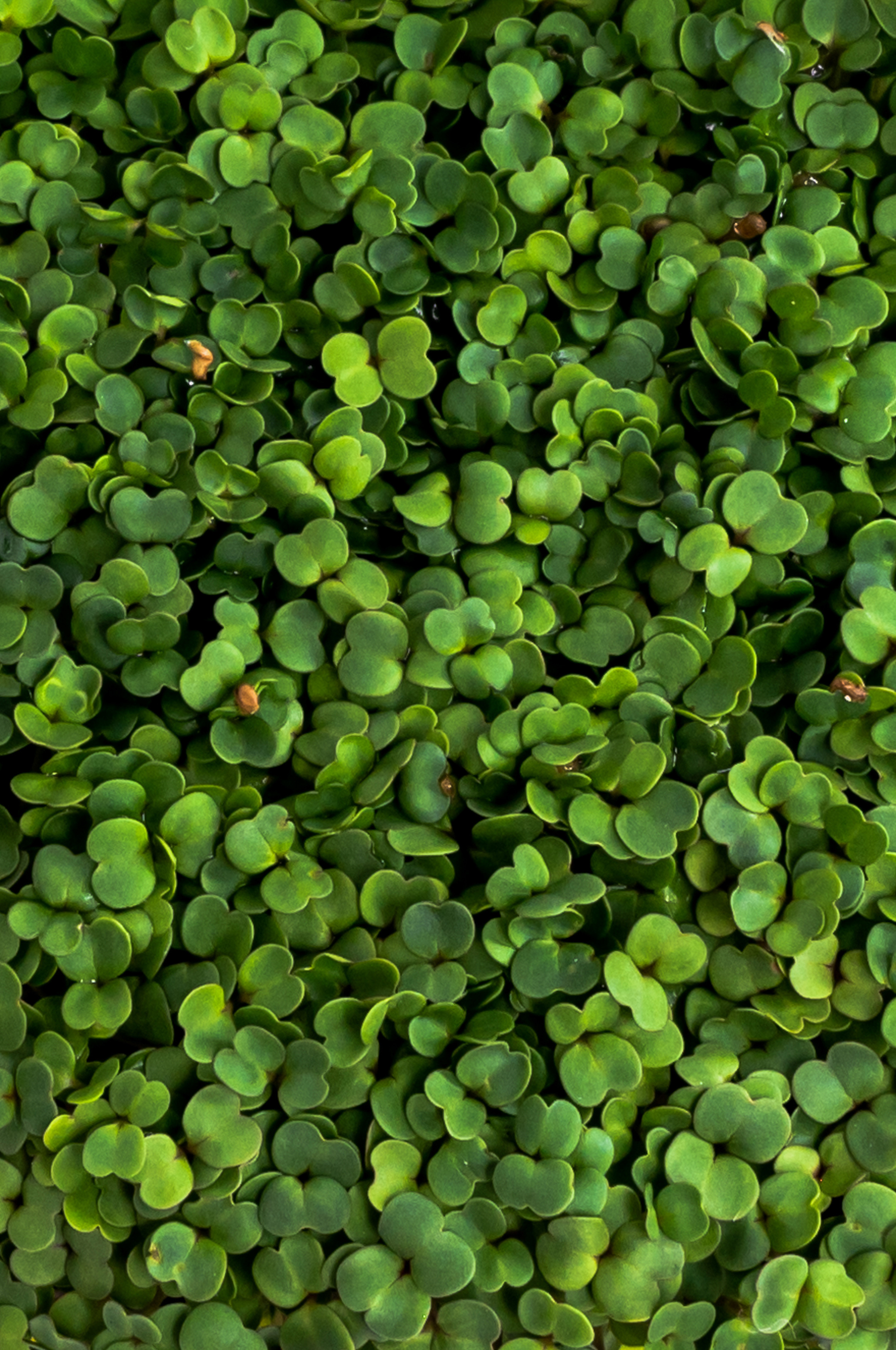 Предметні фото. Сімейний, дитячий та індивідуальний фотограф в м. Тернопіль, м. Львів