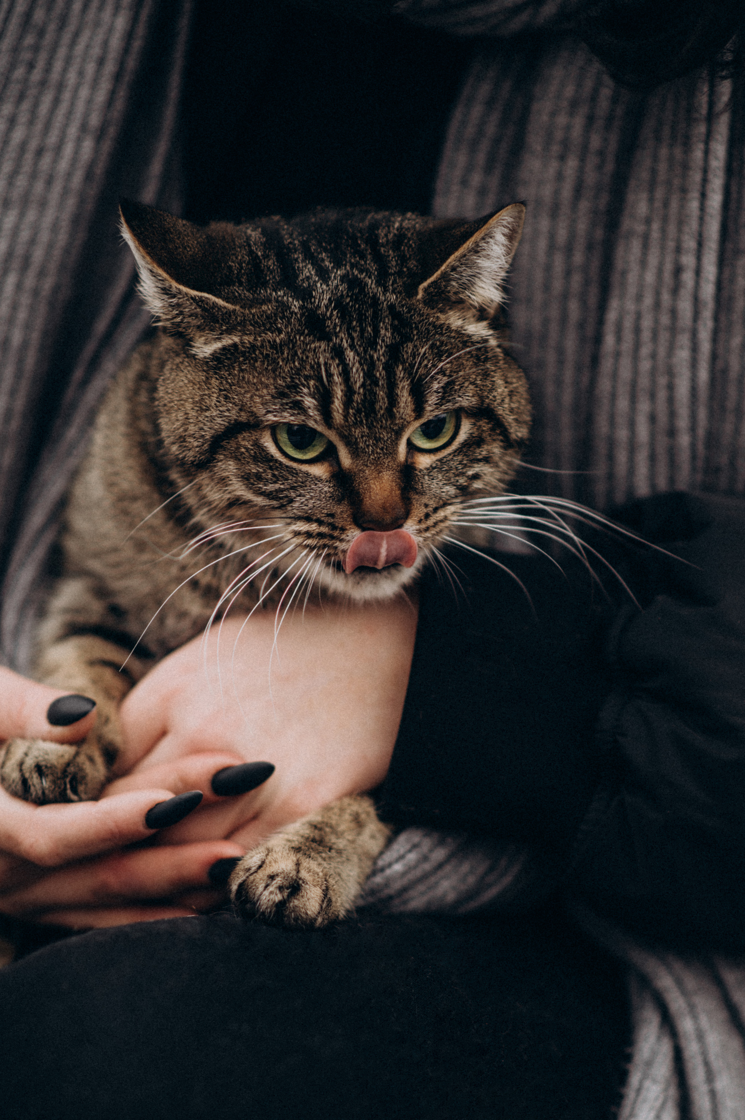 Фотосесія з котиком. Сімейний, дитячий та індивідуальний фотограф в м. Тернопіль, м. Львів