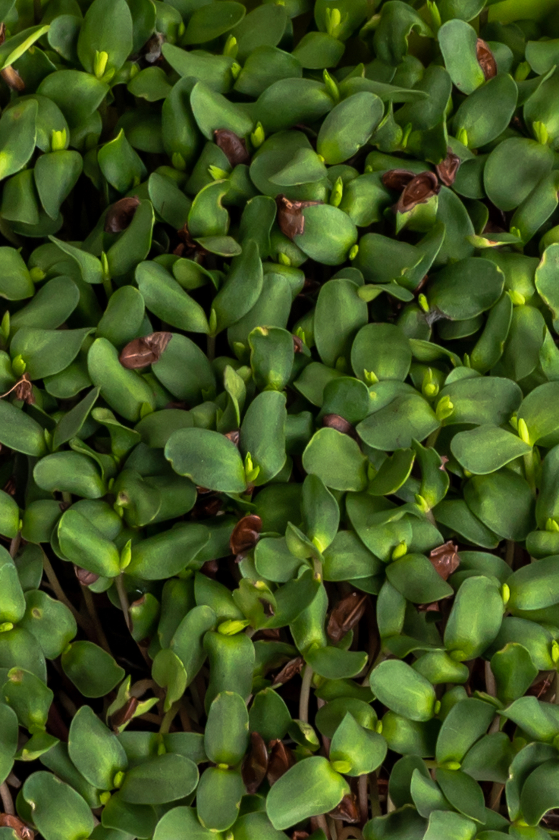 Предметні фото. Сімейний, дитячий та індивідуальний фотограф в м. Тернопіль, м. Львів