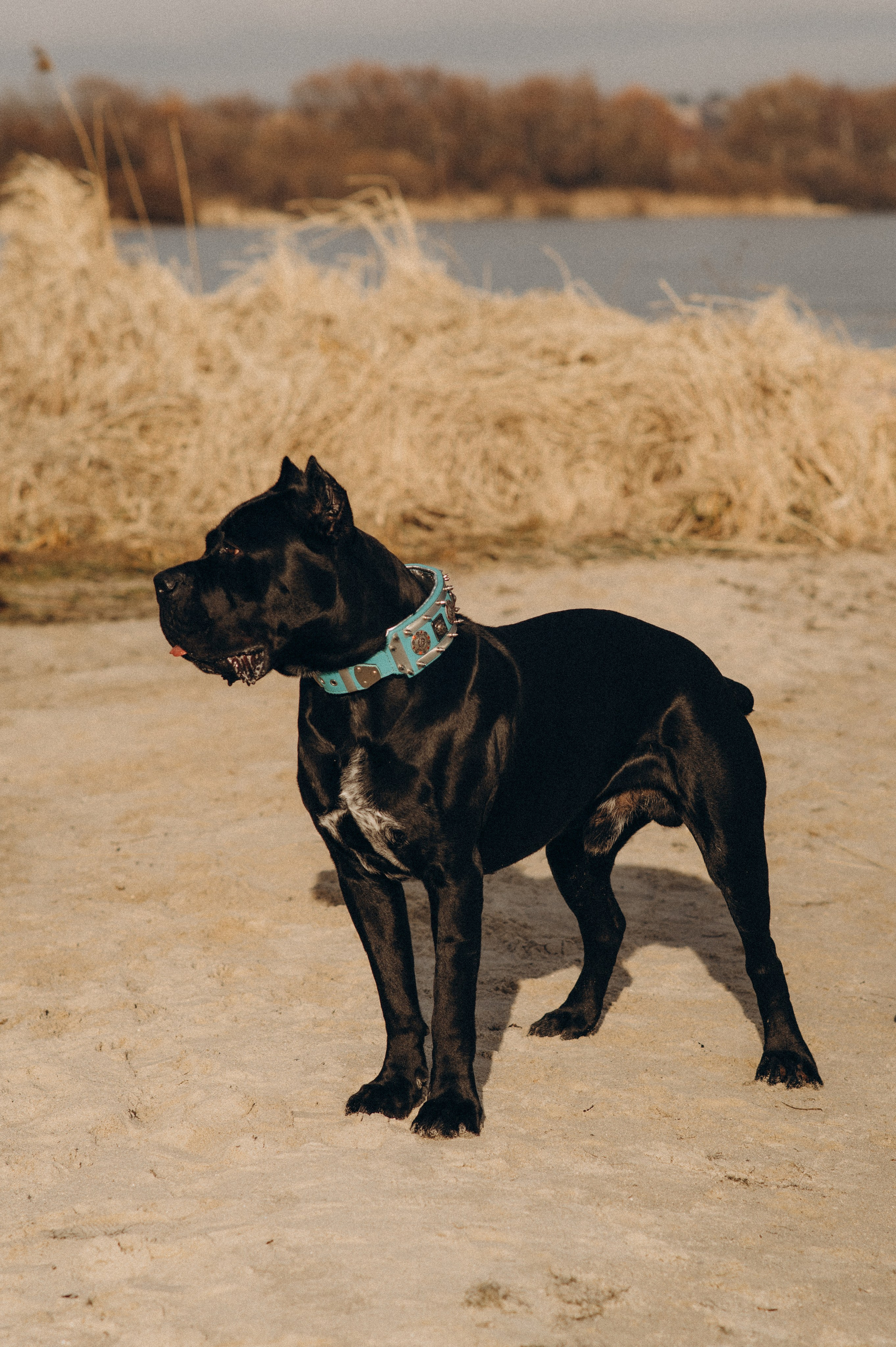 Фотосесія з собакою, зйомка з домашнім улюбленцем, фотосесія на природі Тернопіль, зйомка дівчат. Сімейний, дитячий та індивідуальний фотограф в м. Тернопіль, м. Львів