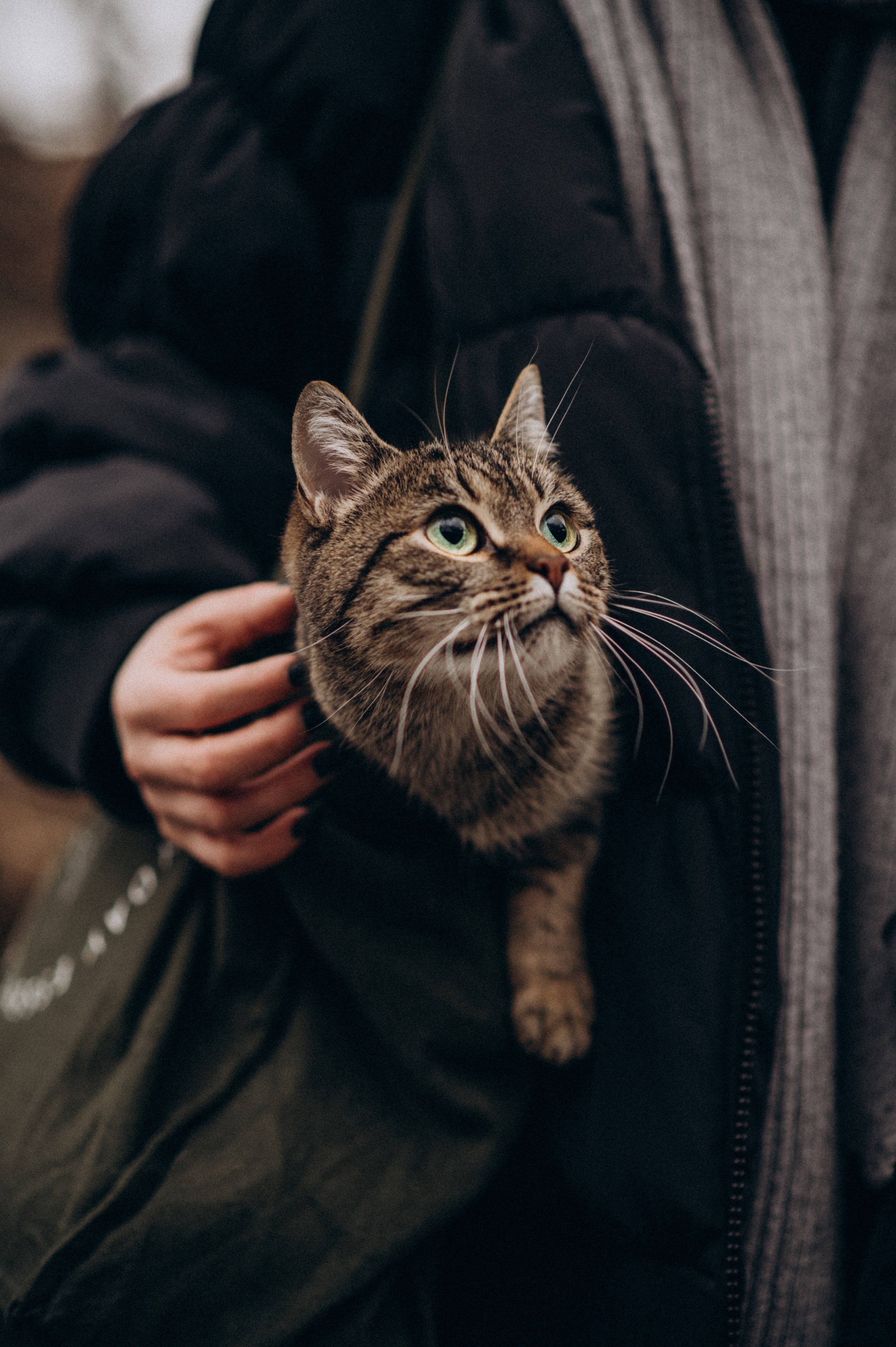 Фотосесія з котиком. Сімейний, дитячий та індивідуальний фотограф в м. Тернопіль, м. Львів