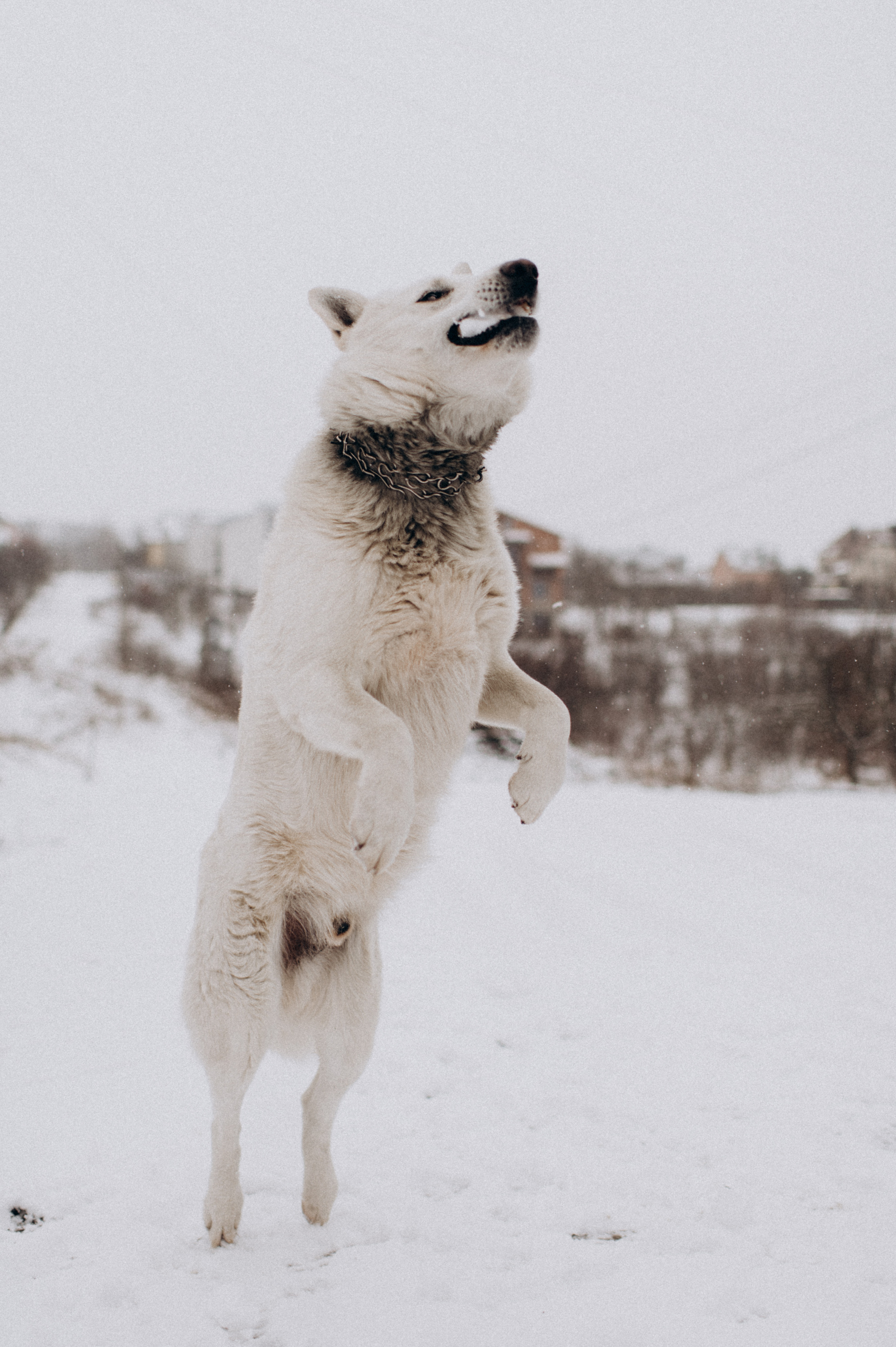 Зйомка з собакою Oleksandra & Volt. Сімейний, дитячий та індивідуальний фотограф в м. Тернопіль, м. Львів