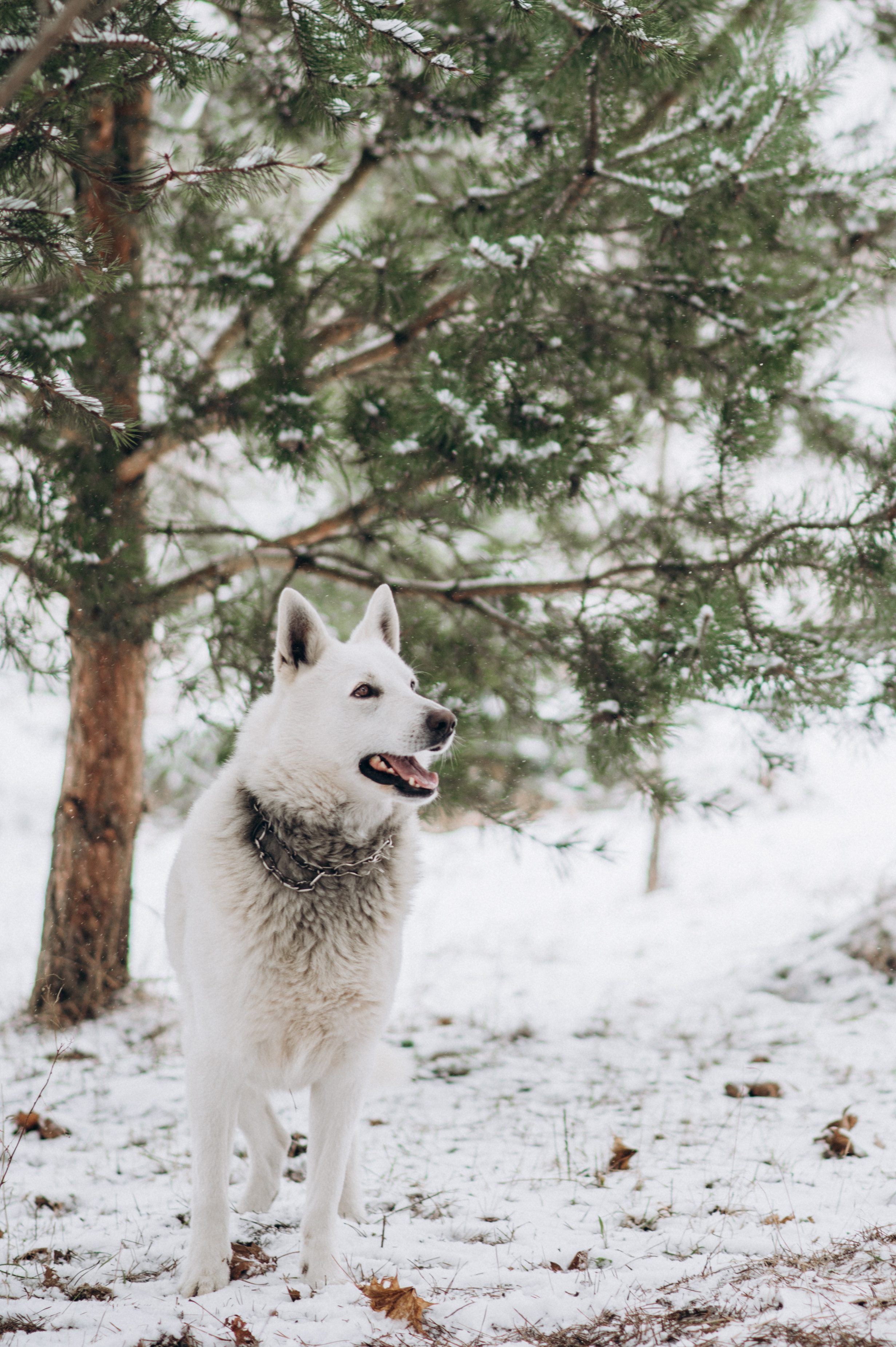 Зйомка з собакою Oleksandra & Volt. Сімейний, дитячий та індивідуальний фотограф в м. Тернопіль, м. Львів