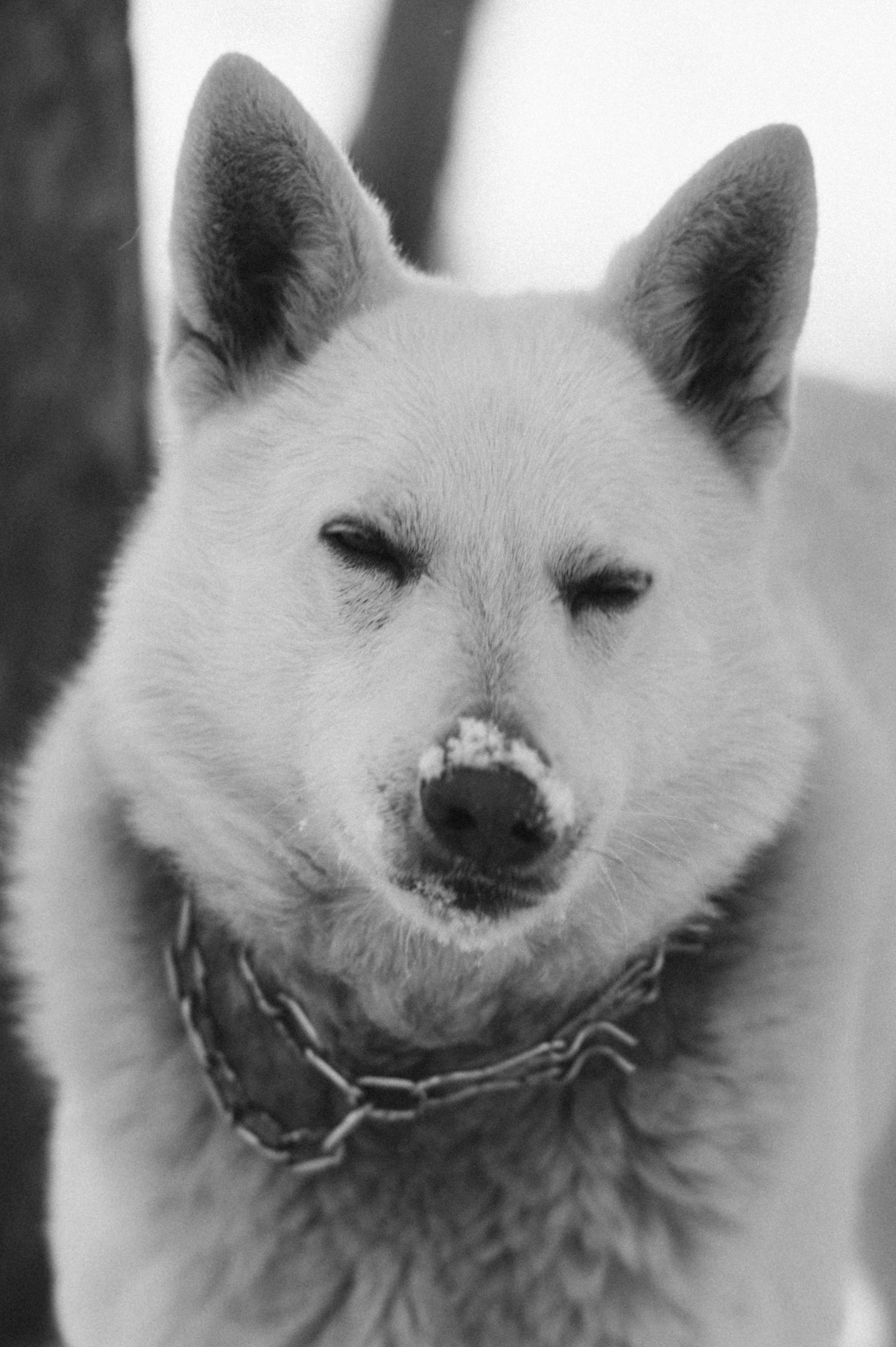 Зйомка з собакою Oleksandra & Volt. Сімейний, дитячий та індивідуальний фотограф в м. Тернопіль, м. Львів