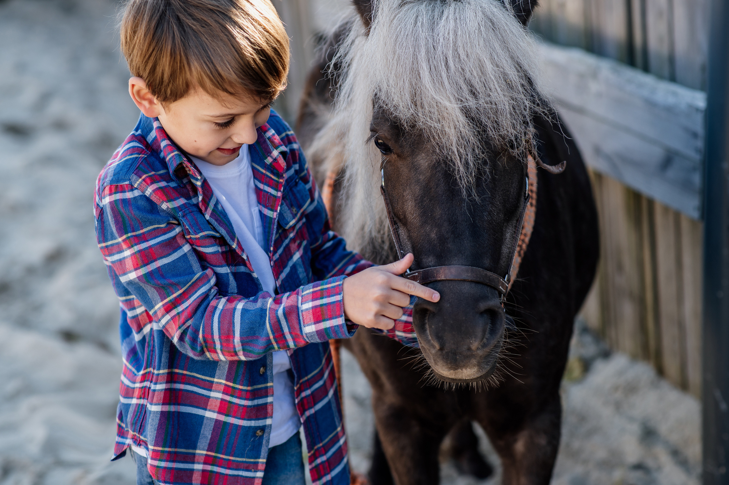 Сімейна фотосесія з кониками. Тернопіль. Сімейний, дитячий та індивідуальний фотограф в м. Тернопіль, м. Львів