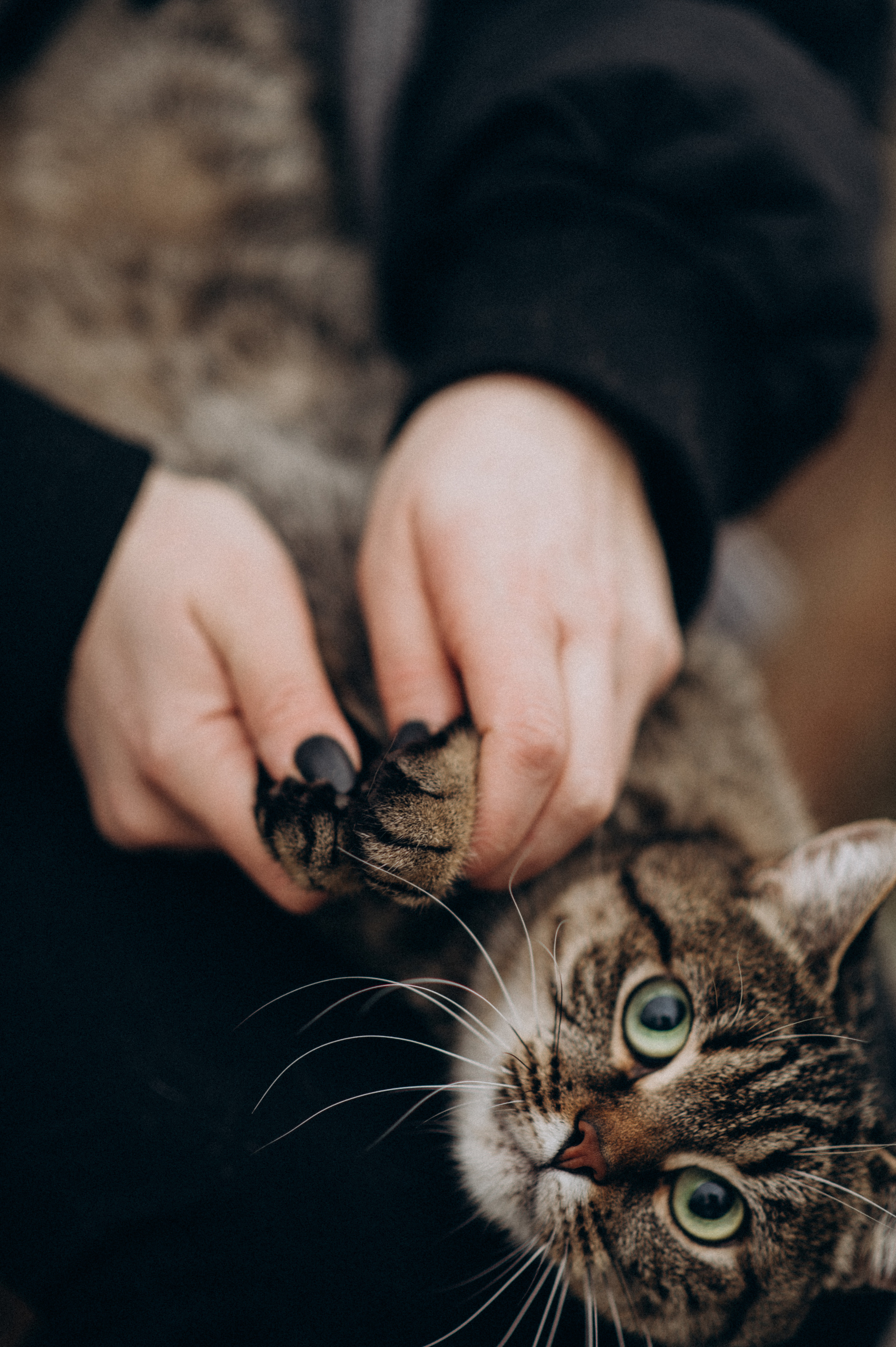 Фотосесія з котиком. Сімейний, дитячий та індивідуальний фотограф в м. Тернопіль, м. Львів