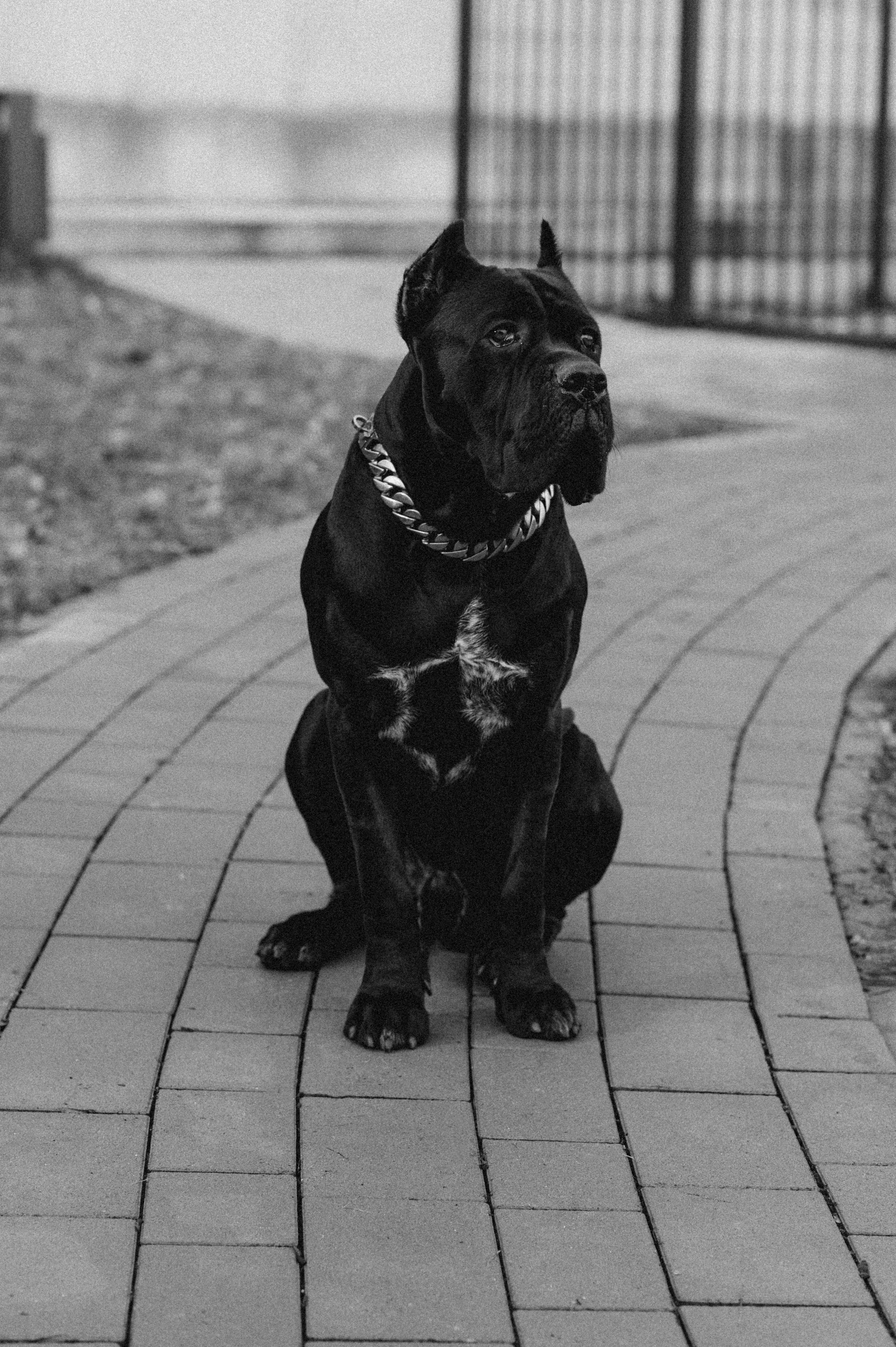 Фотосесія з собакою, зйомка з домашнім улюбленцем, фотосесія на природі Тернопіль, зйомка дівчат. Сімейний, дитячий та індивідуальний фотограф в м. Тернопіль, м. Львів