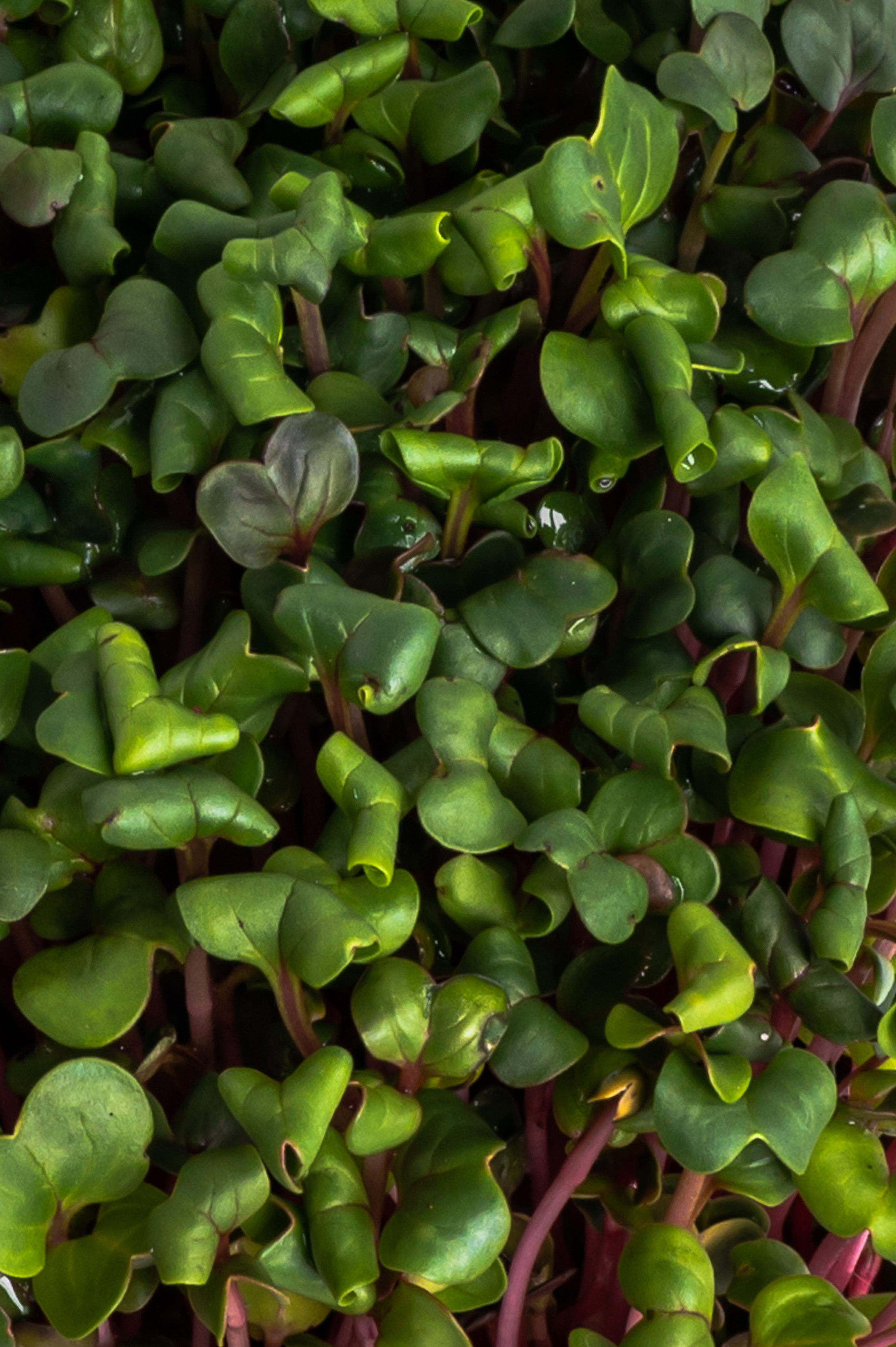 Предметні фото. Сімейний, дитячий та індивідуальний фотограф в м. Тернопіль, м. Львів