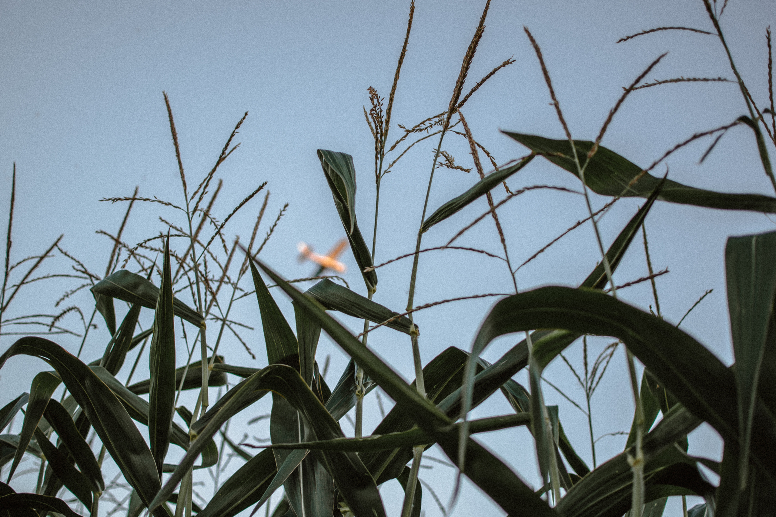 Індивідуальна фотосесія. Тернопіль. Сімейний, дитячий та індивідуальний фотограф в м. Тернопіль, м. Львів