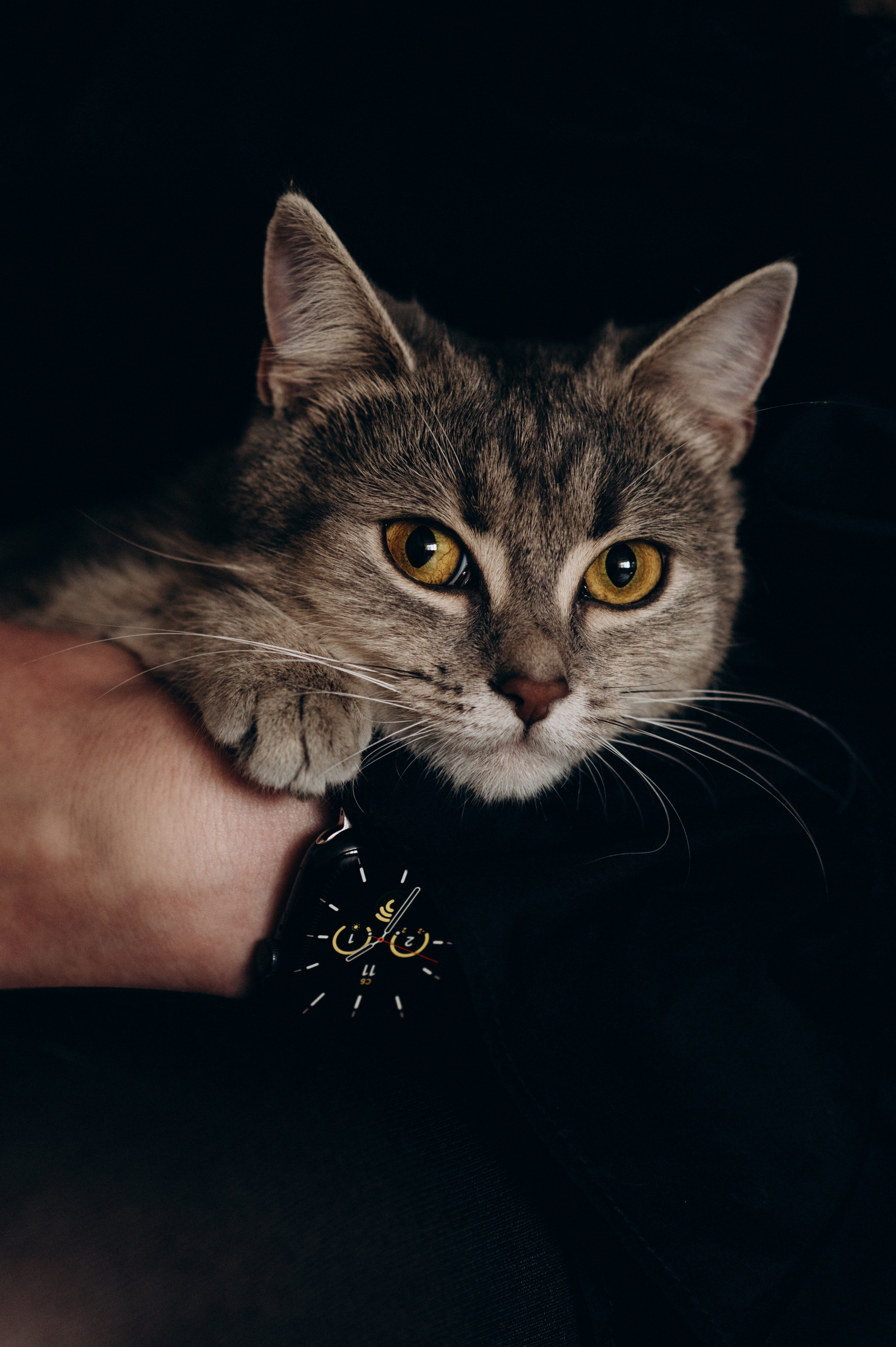 Фотосесія з котиком. Сімейний, дитячий та індивідуальний фотограф в м. Тернопіль, м. Львів